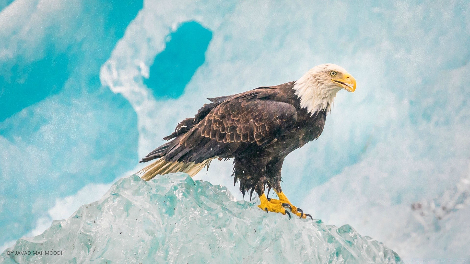 eagle raptor bird wildlife bald eagle bald snow majestic outdoors prey nature falcon hawk winter wild predator flight animal