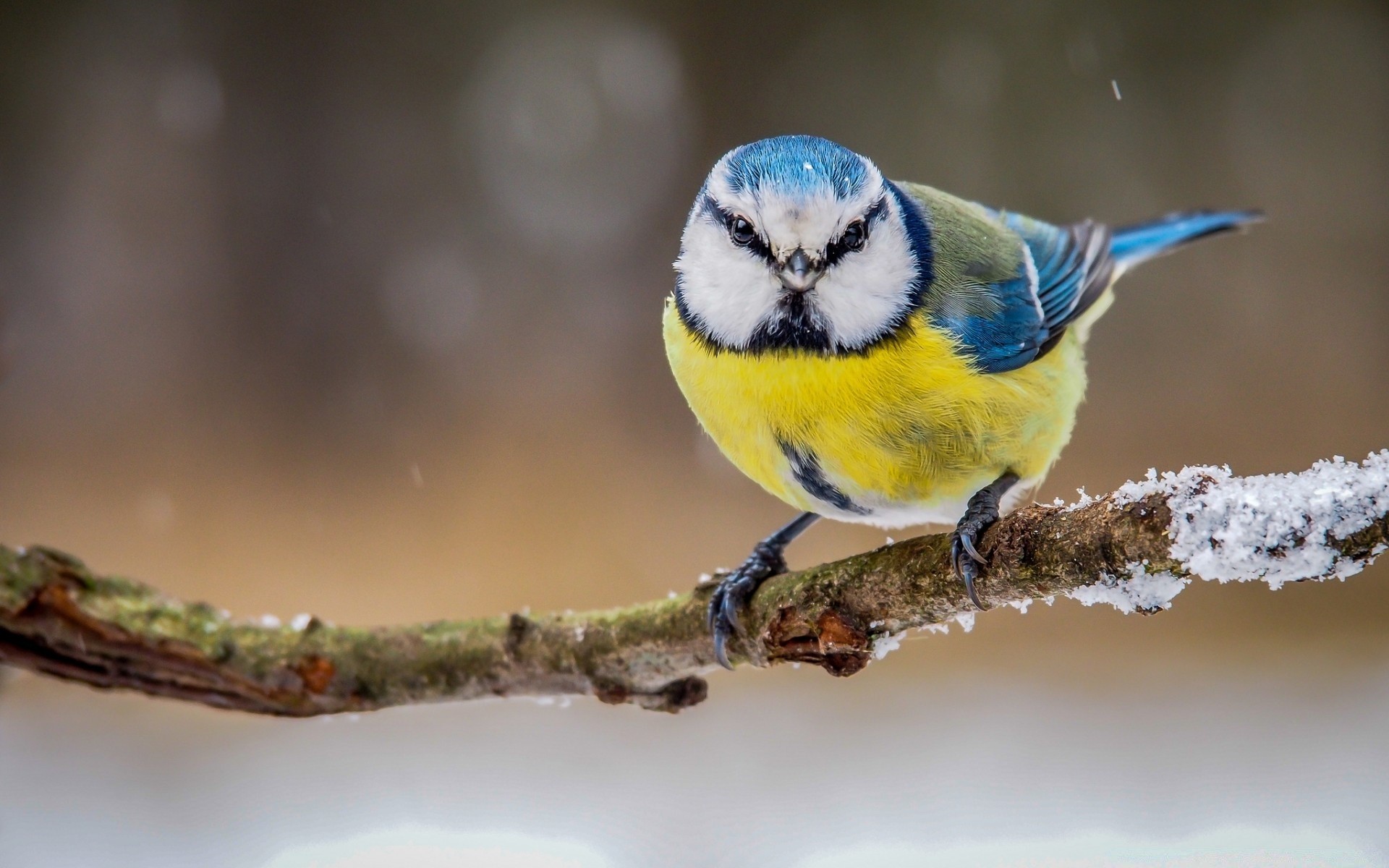 ptaki dzika przyroda ptak natura zwierzę mało na zewnątrz dziki jeden