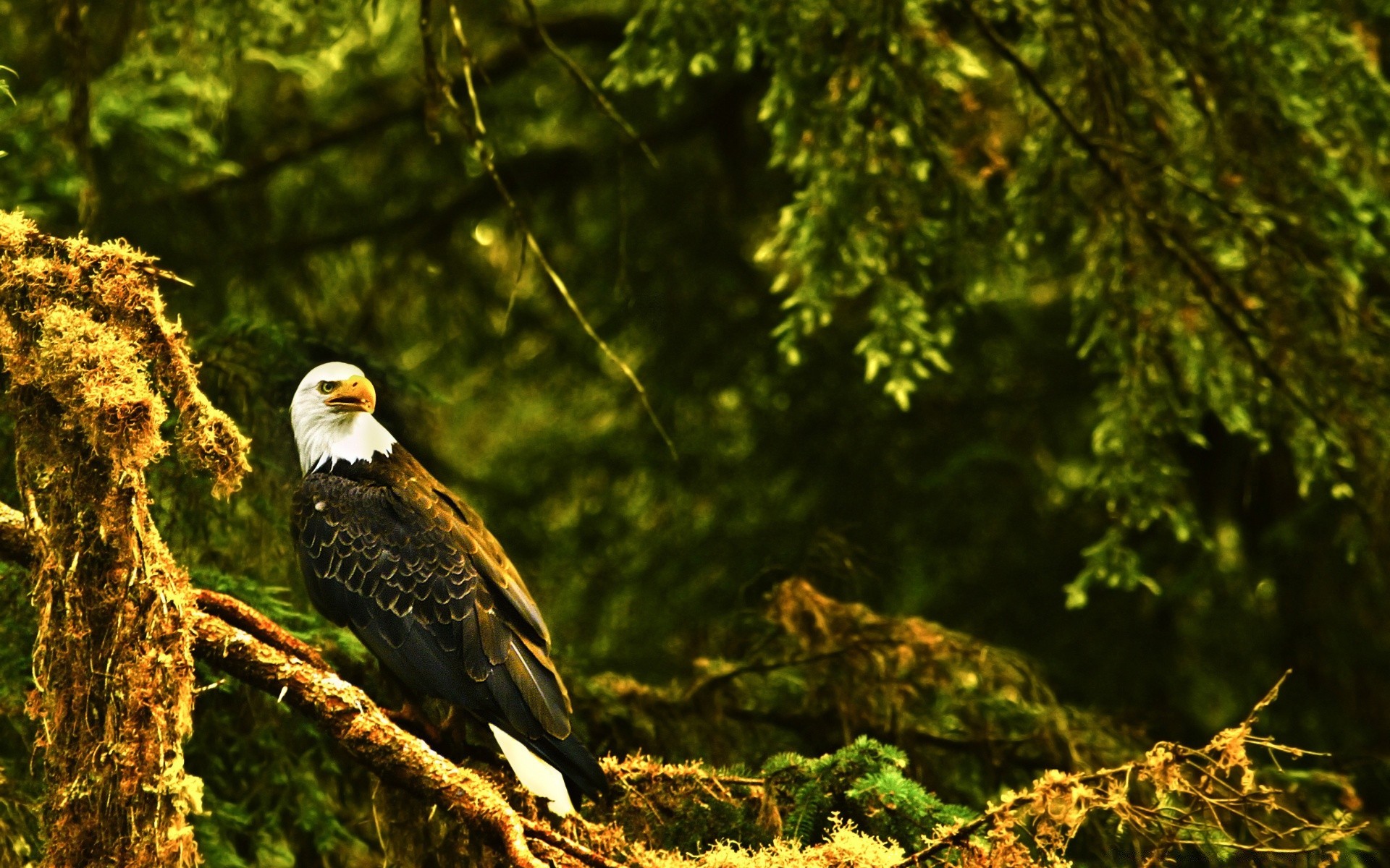 eagle nature bird outdoors tree wildlife wild wood raptor animal