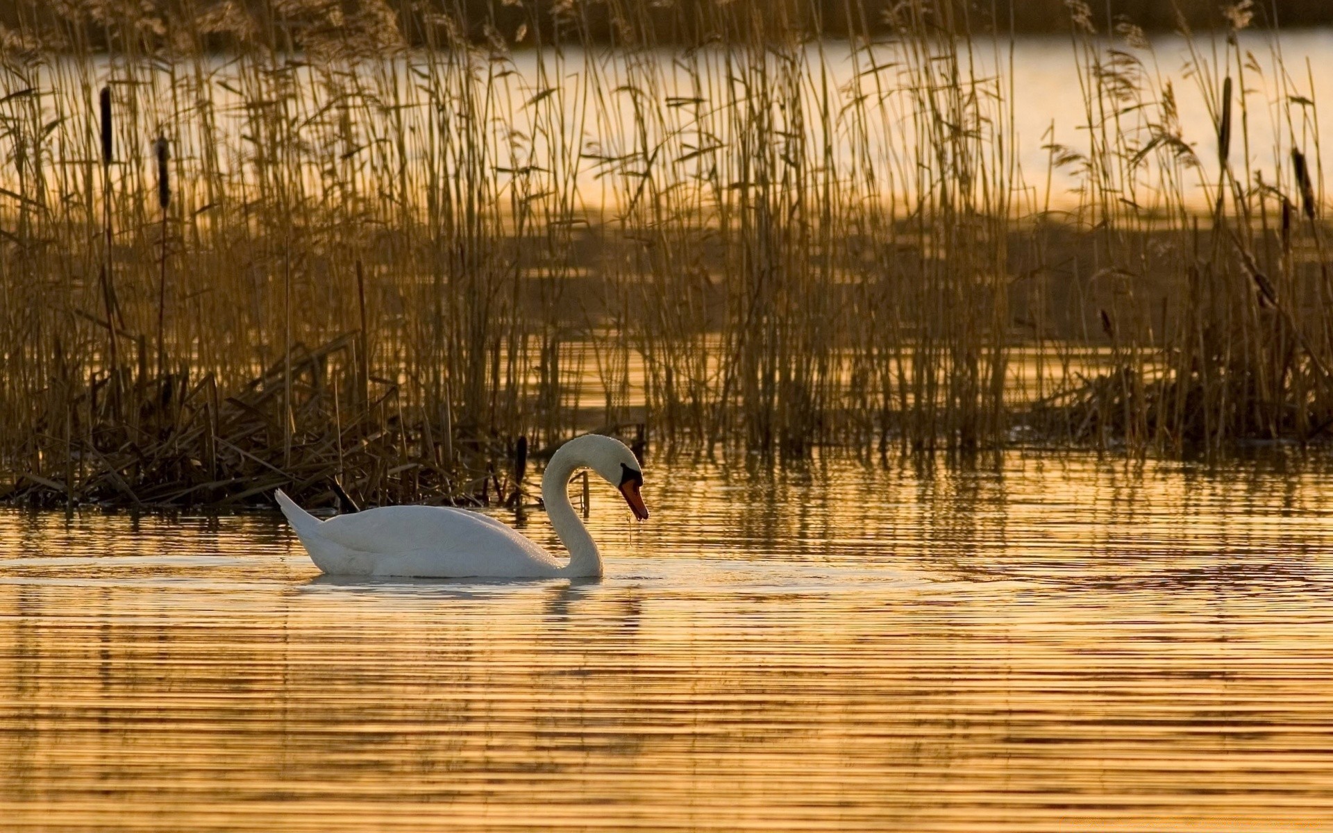 uccelli riflessione acqua lago piscina uccello natura uccelli acquatici cigno anatra fiume fauna selvatica oca marcia alba all aperto palude selvaggio nuoto inverno