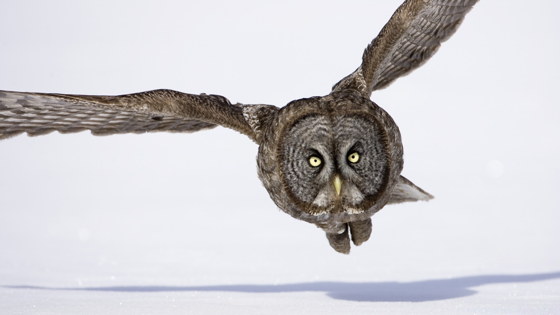 gufo animale fauna selvatica uccello natura mammifero ritratto uno grigio selvaggio neve inverno