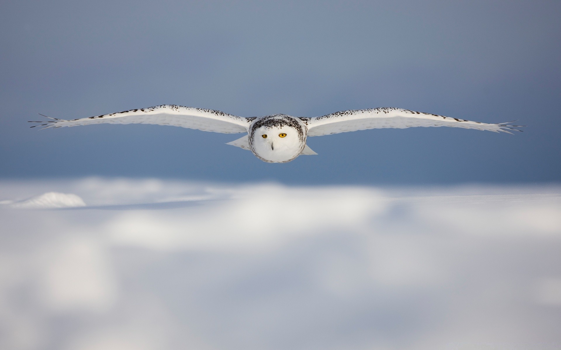 hibou neige avion vol hiver ciel avion lumière du jour glace à l extérieur avion oiseau fumée air froid paysage