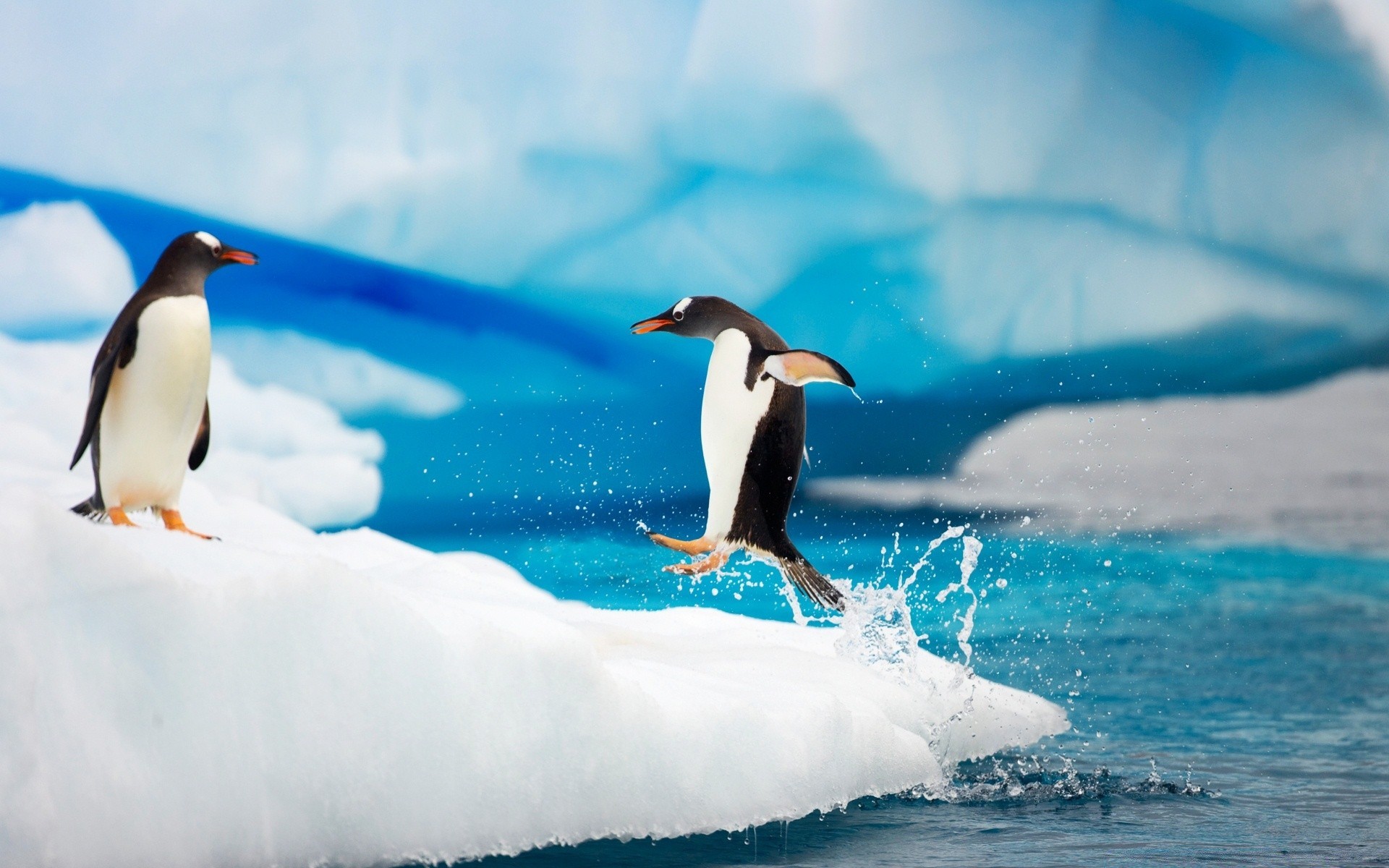 penguin bird wildlife water swimming sea ocean frosty animal snow nature ice underwater outdoors