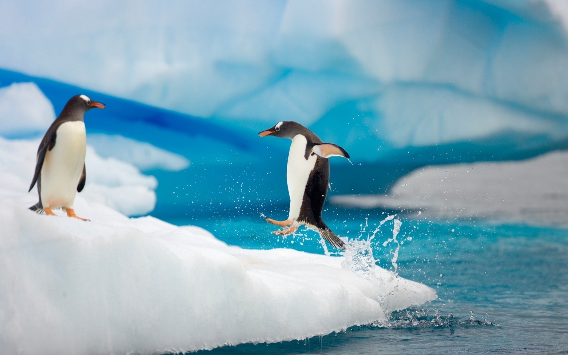 penguin bird wildlife water swimming sea ocean frosty animal snow nature outdoors ice