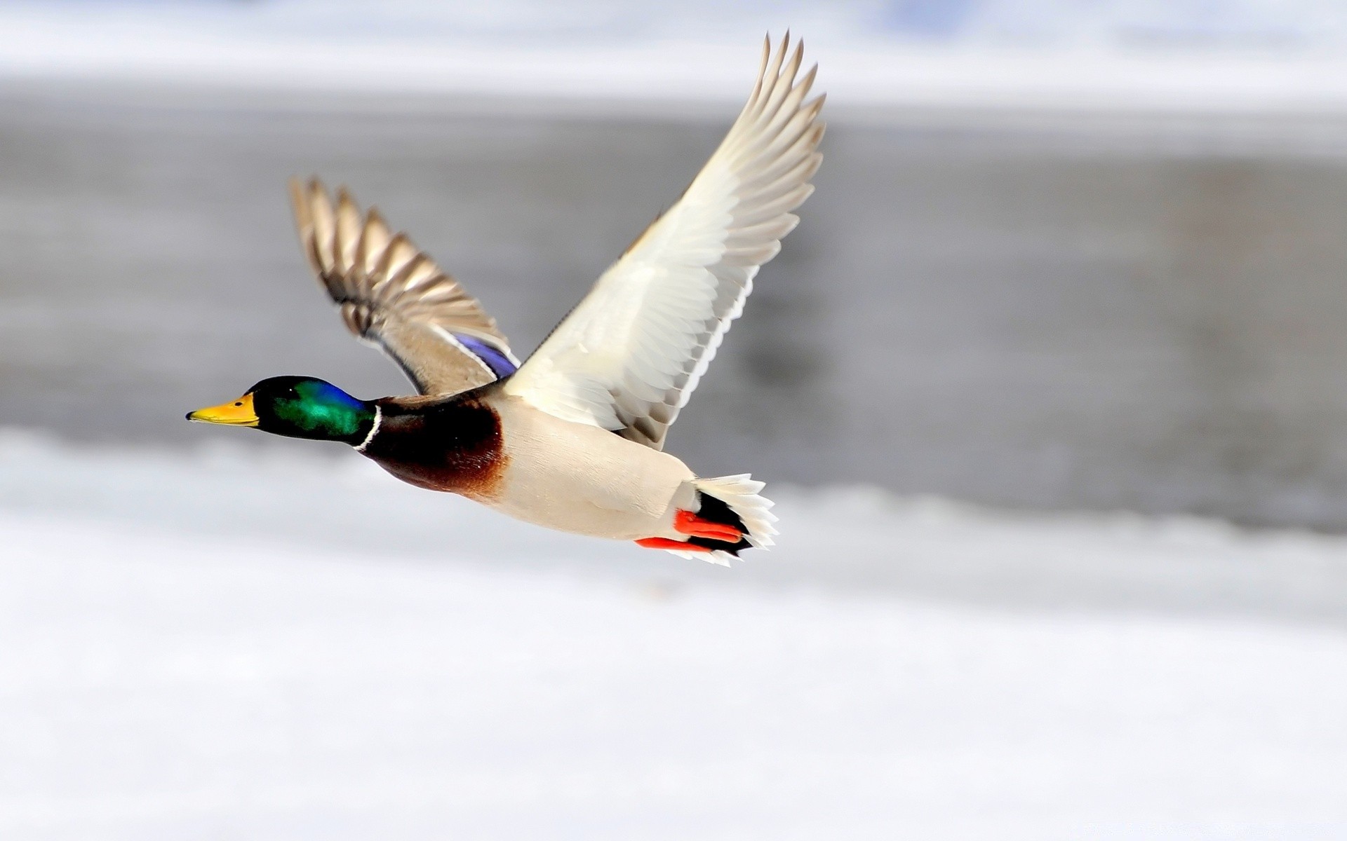 anatra uccello all aperto natura fauna selvatica neve inverno acqua volo