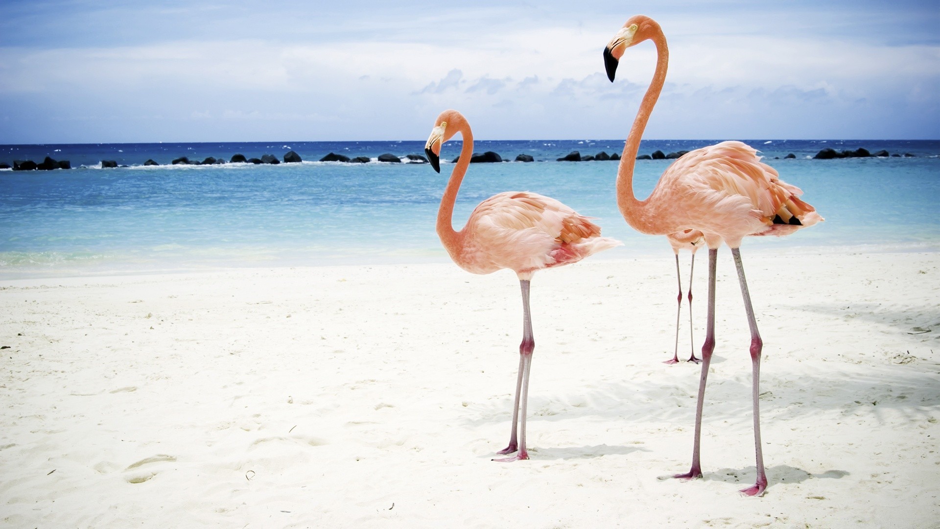 flamingo sand water beach summer tropical nature sea ocean seashore exotic travel outdoors bird sky