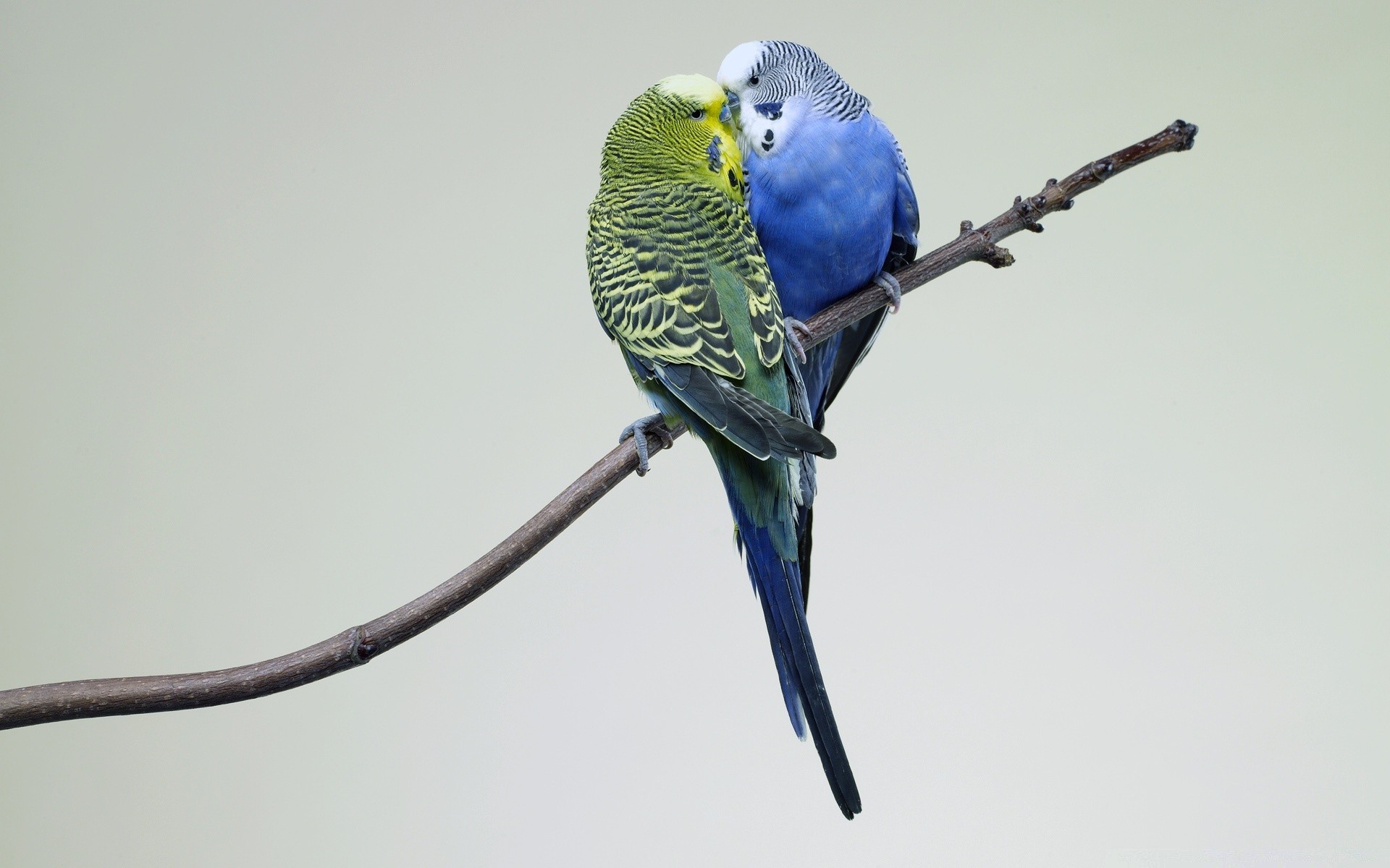 aves pássaro vida selvagem sozinho natureza