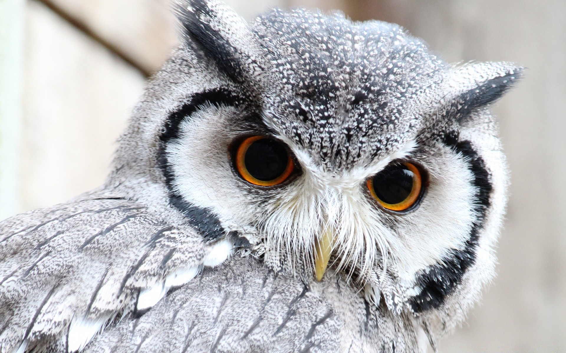 hibou oiseau faune animal raptor bec nature sauvage portrait gris oeil plume avian proie aperçu