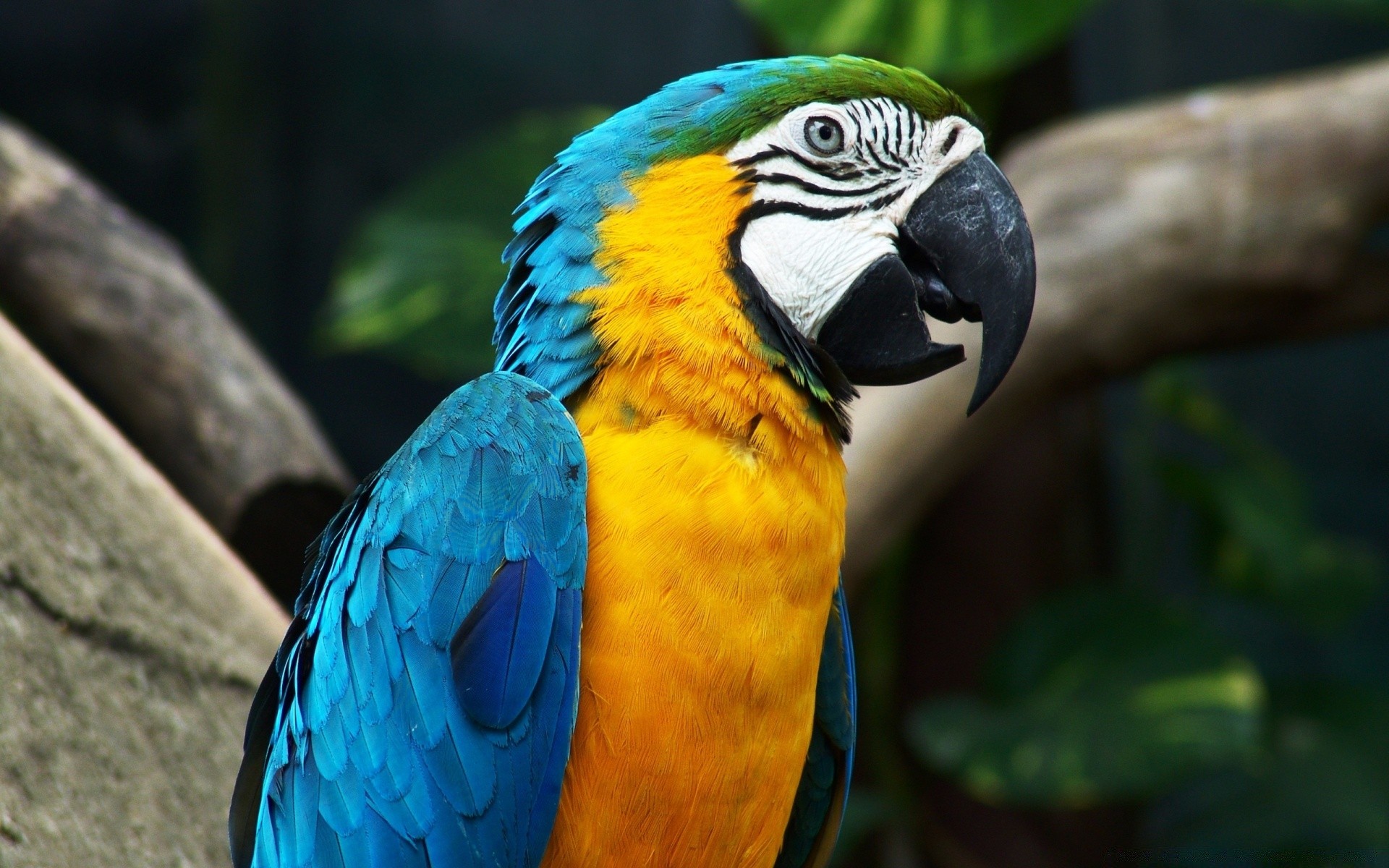 parrot macaw bird zoo wildlife tropical feather beak nature animal jungle wild exotic wing avian parakeet