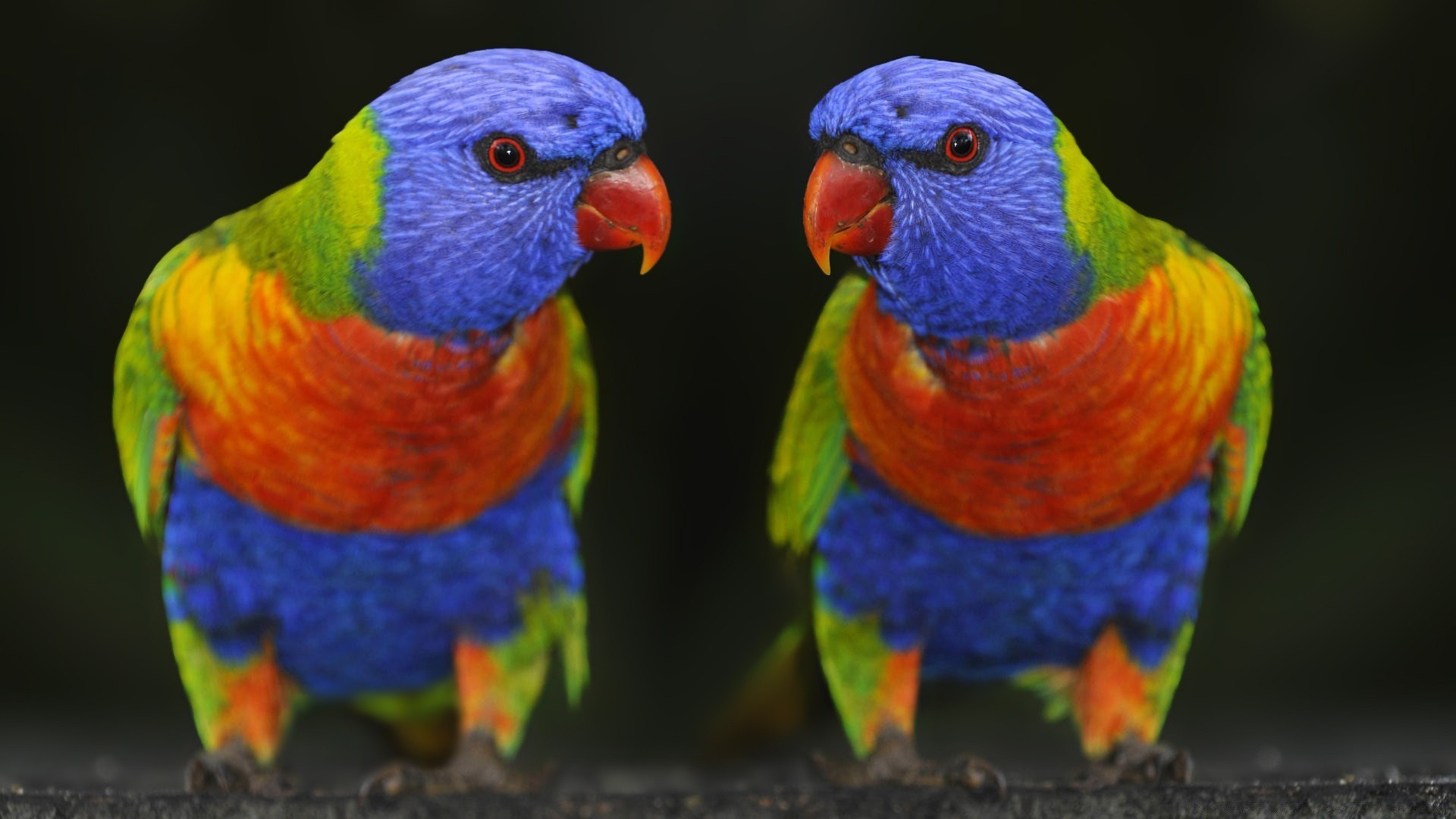 яркие попугаи без смс