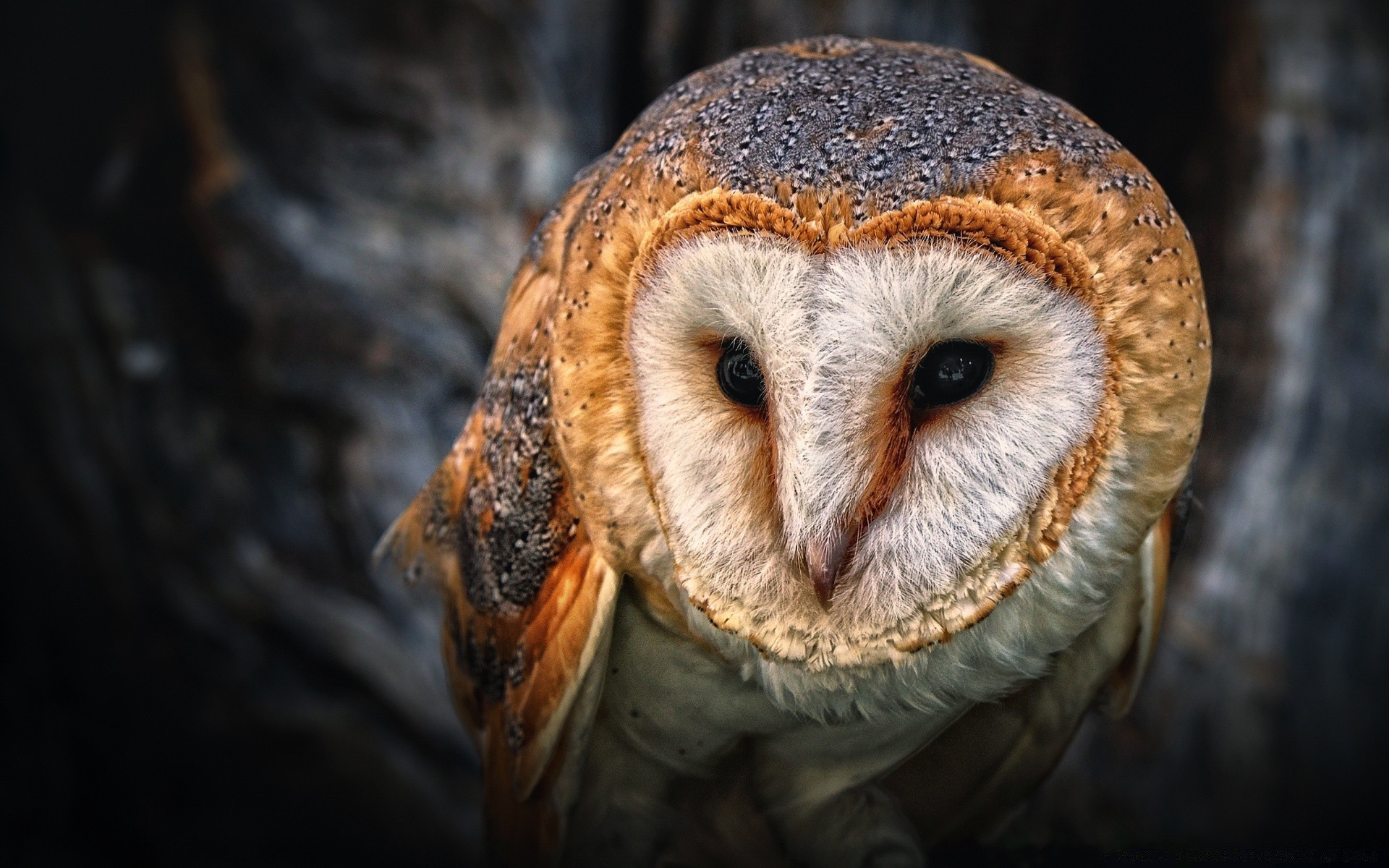 sowa przyroda ptak portret natura