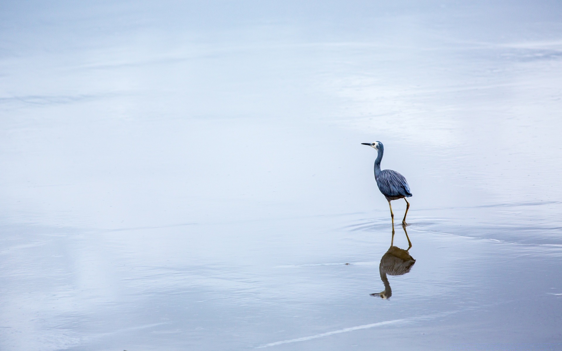 oiseaux oiseau faune nature eau animal lac hiver à l extérieur vol sauvagine neige mer