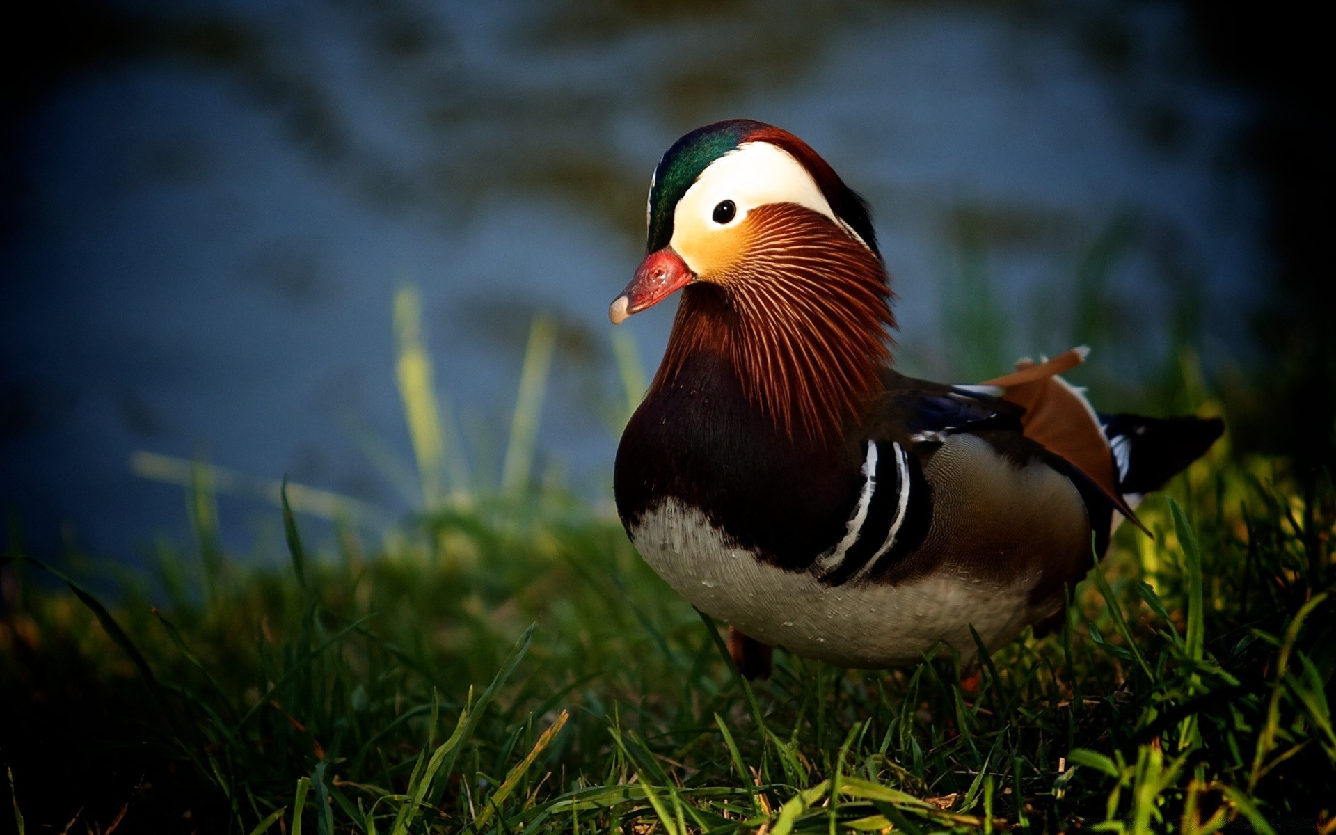 pato aves vida silvestre hierba al aire libre naturaleza aves