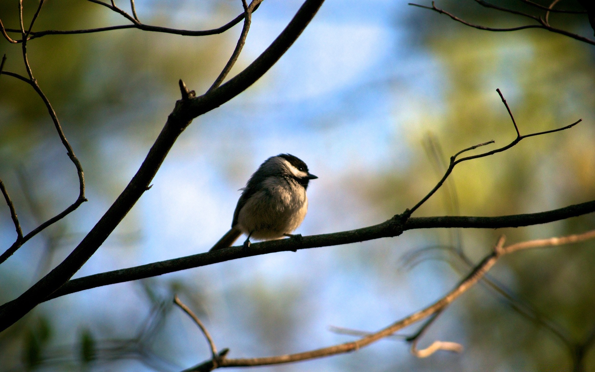 uccelli uccello albero fauna selvatica natura all aperto legno canterino inverno