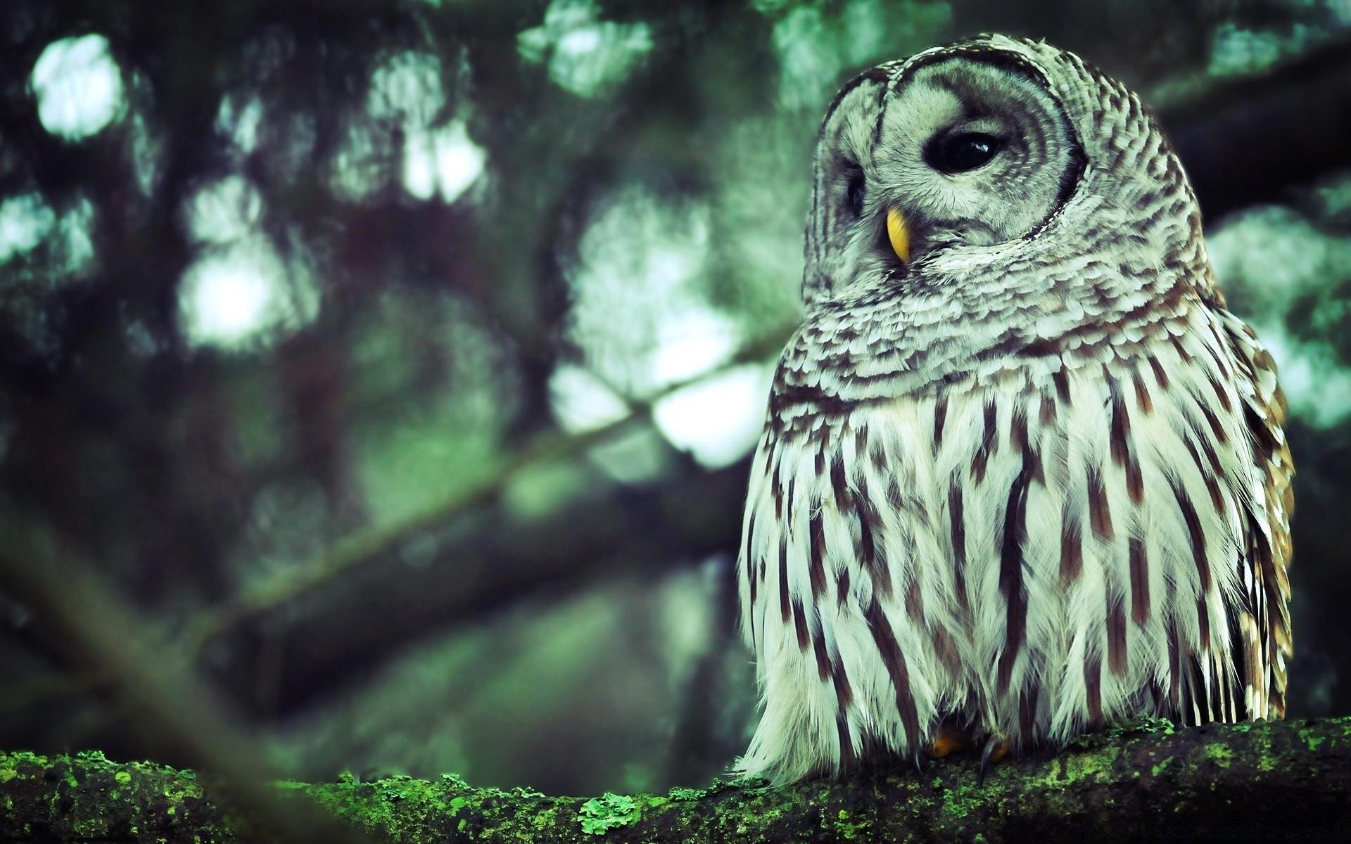 coruja natureza pássaro vida selvagem selvagem ao ar livre animal madeira retrato