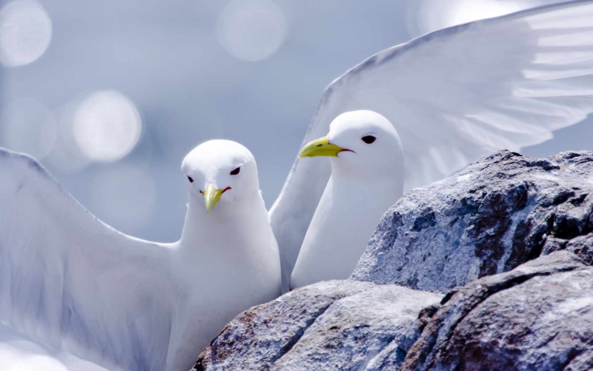 uccelli natura uccello fauna selvatica neve all aperto inverno