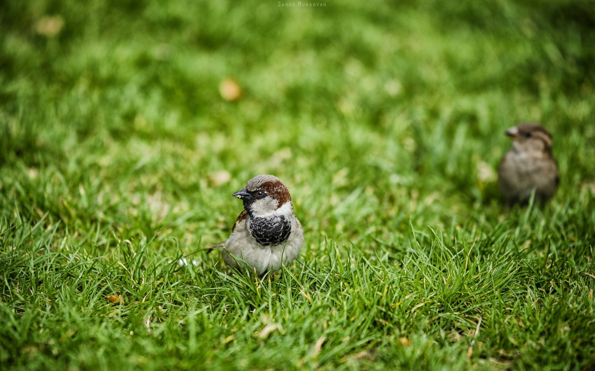 birds grass nature bird little wildlife outdoors animal lawn garden environment summer wild backyard ground leaf