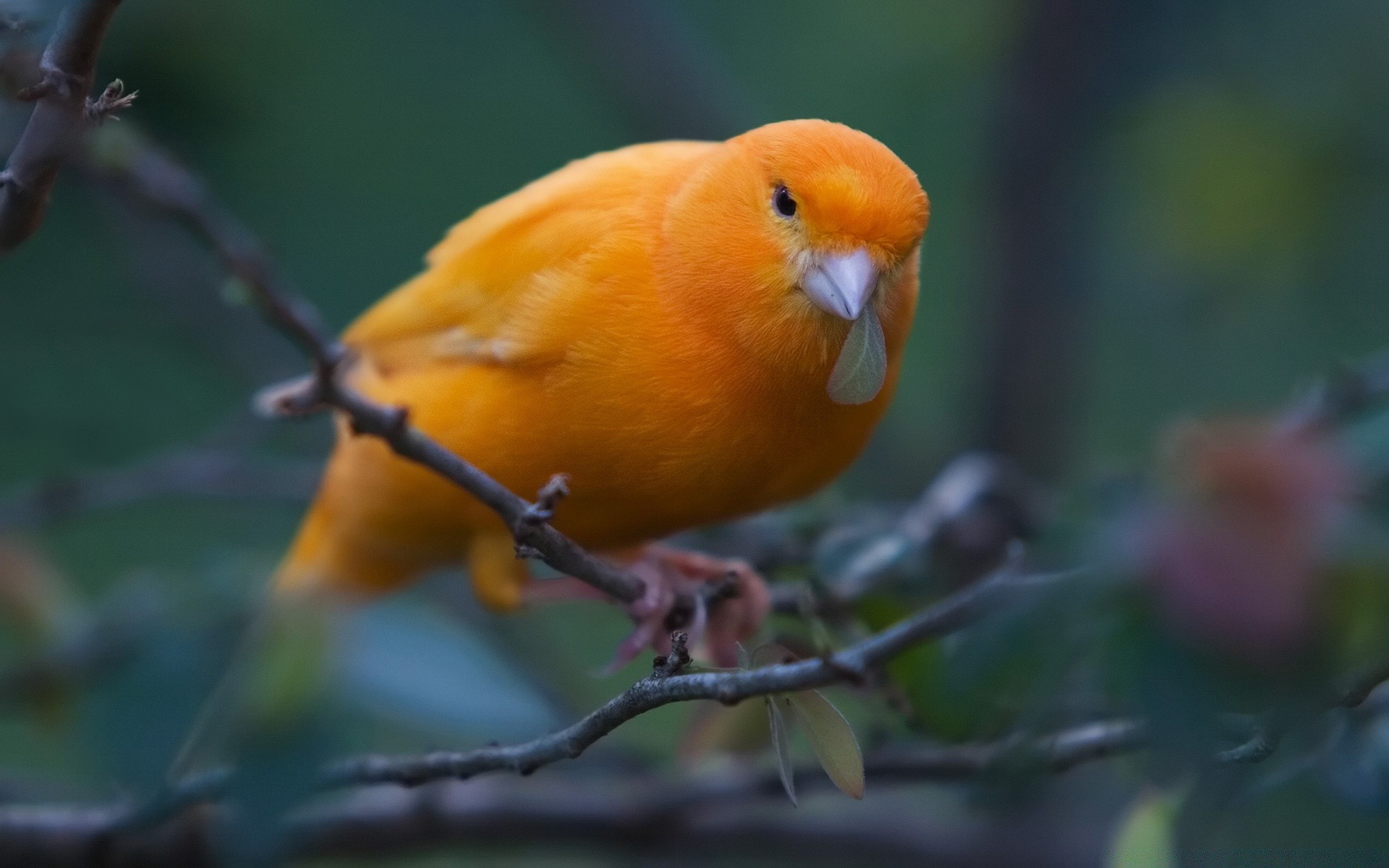 aves pássaro vida selvagem tropical animal natureza aviano bico ao ar livre selvagem sozinho papagaio