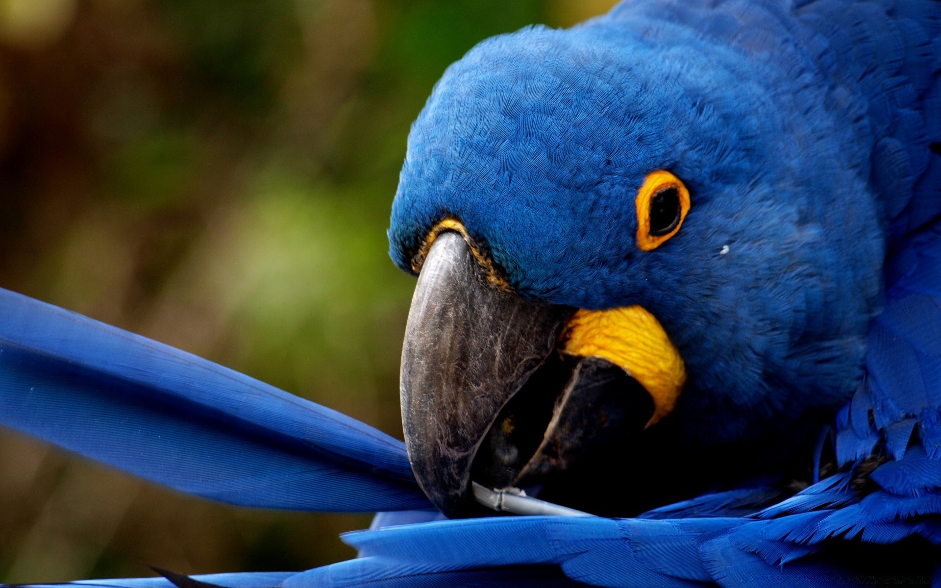 papagaio pássaro vida selvagem natureza arara animal jardim zoológico bico pena selvagem asa ao ar livre