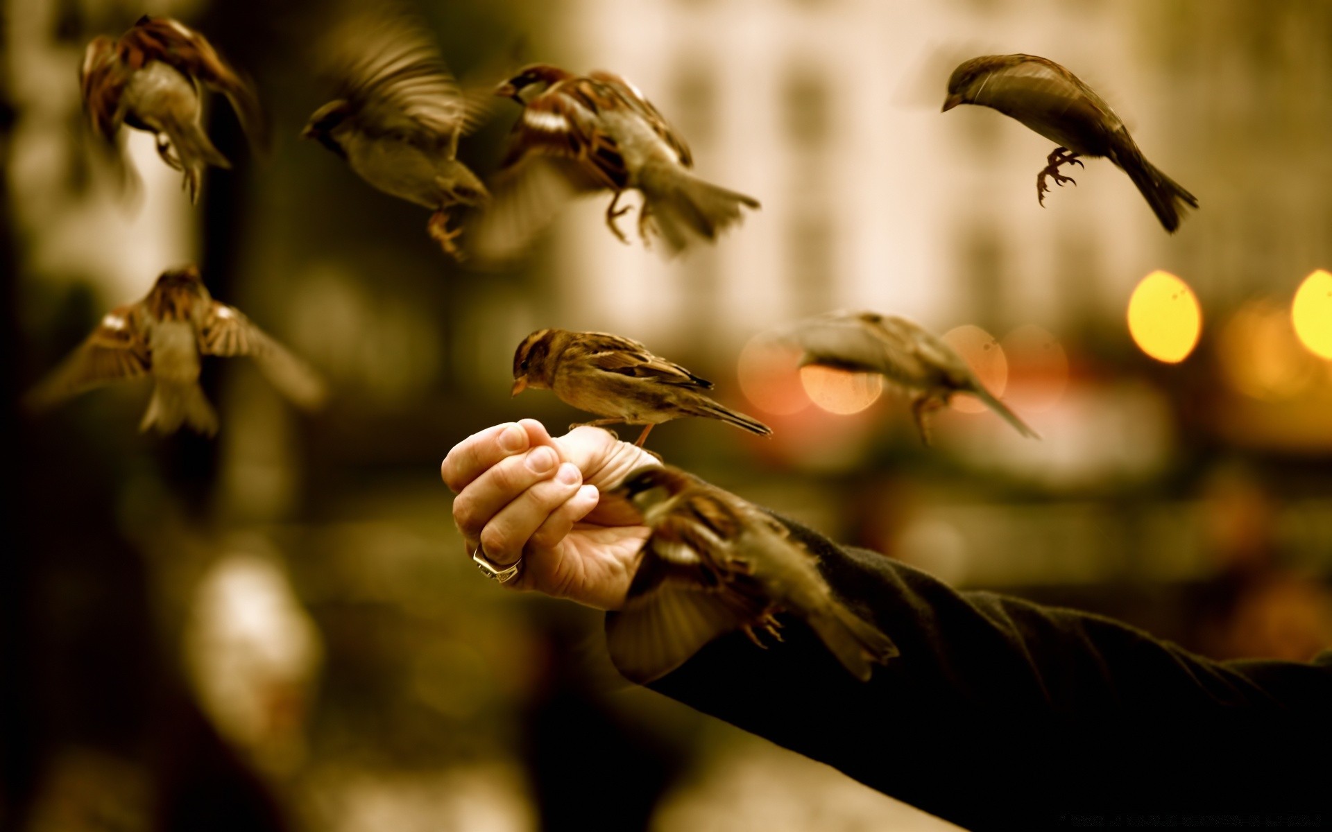 birds blur bird wildlife outdoors nature fly