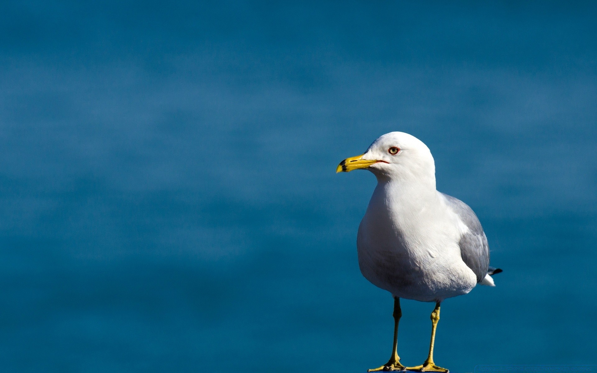 seagull bird seagulls wildlife outdoors nature water sky