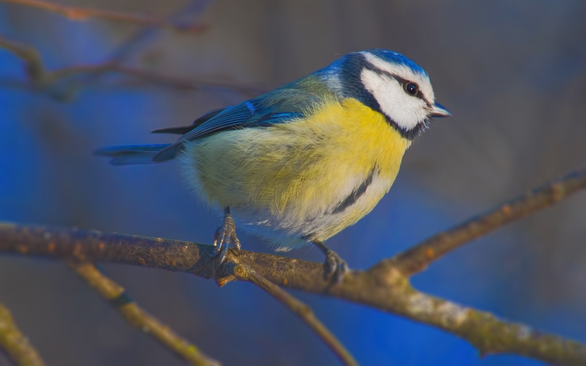 birds bird wildlife nature outdoors animal avian