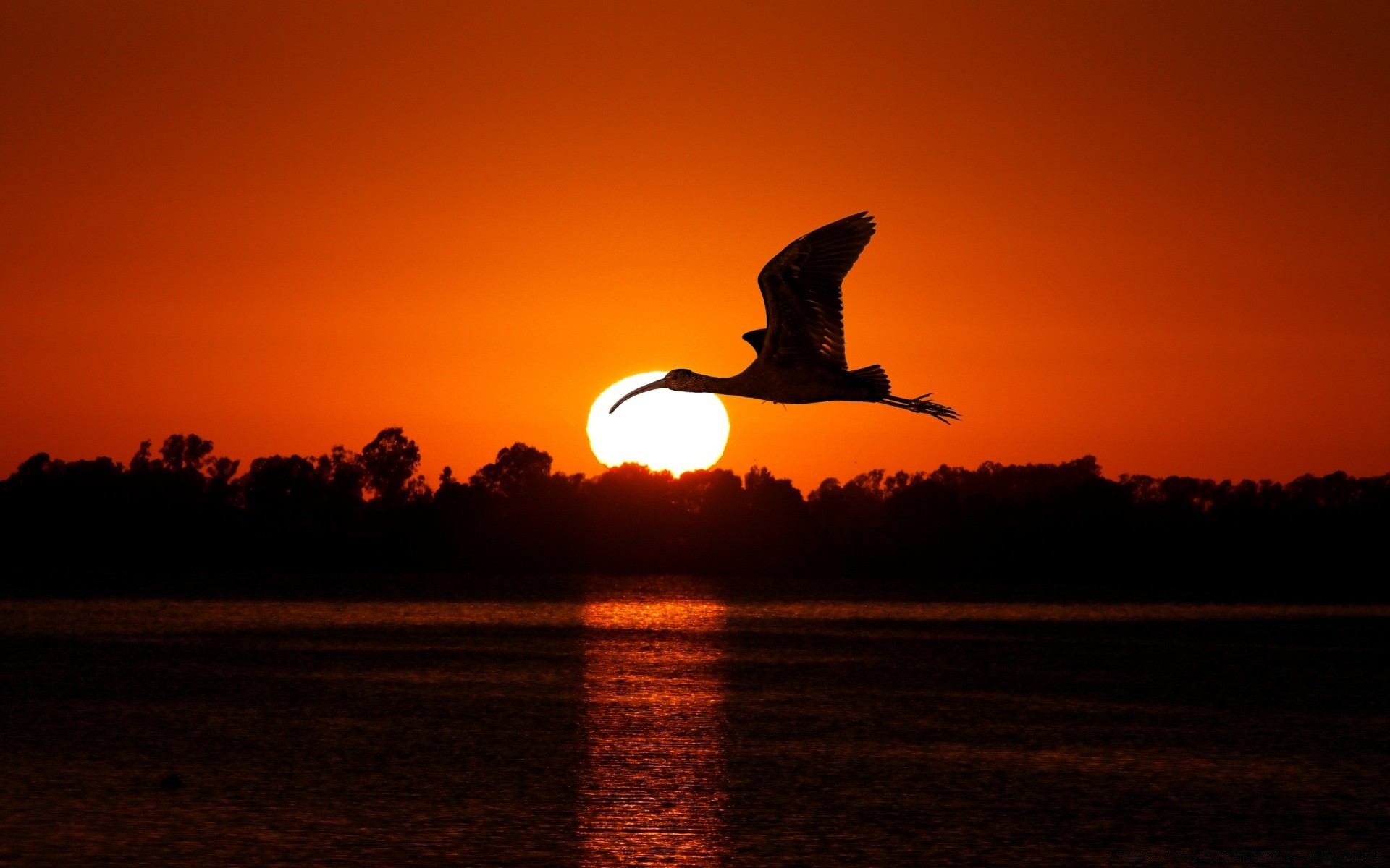 oiseaux coucher de soleil soir aube crépuscule silhouette rétro-éclairé eau ciel soleil lac