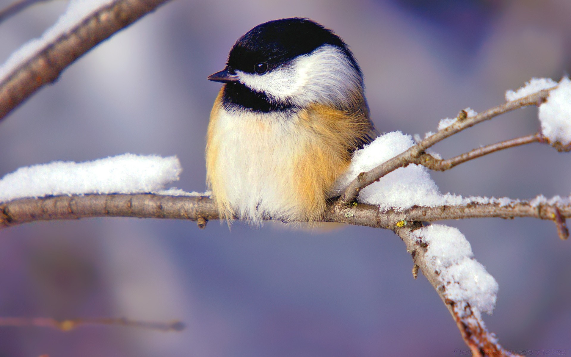 uccelli uccello fauna selvatica natura all aperto pevunya animale becco avian birdwatching albero inverno