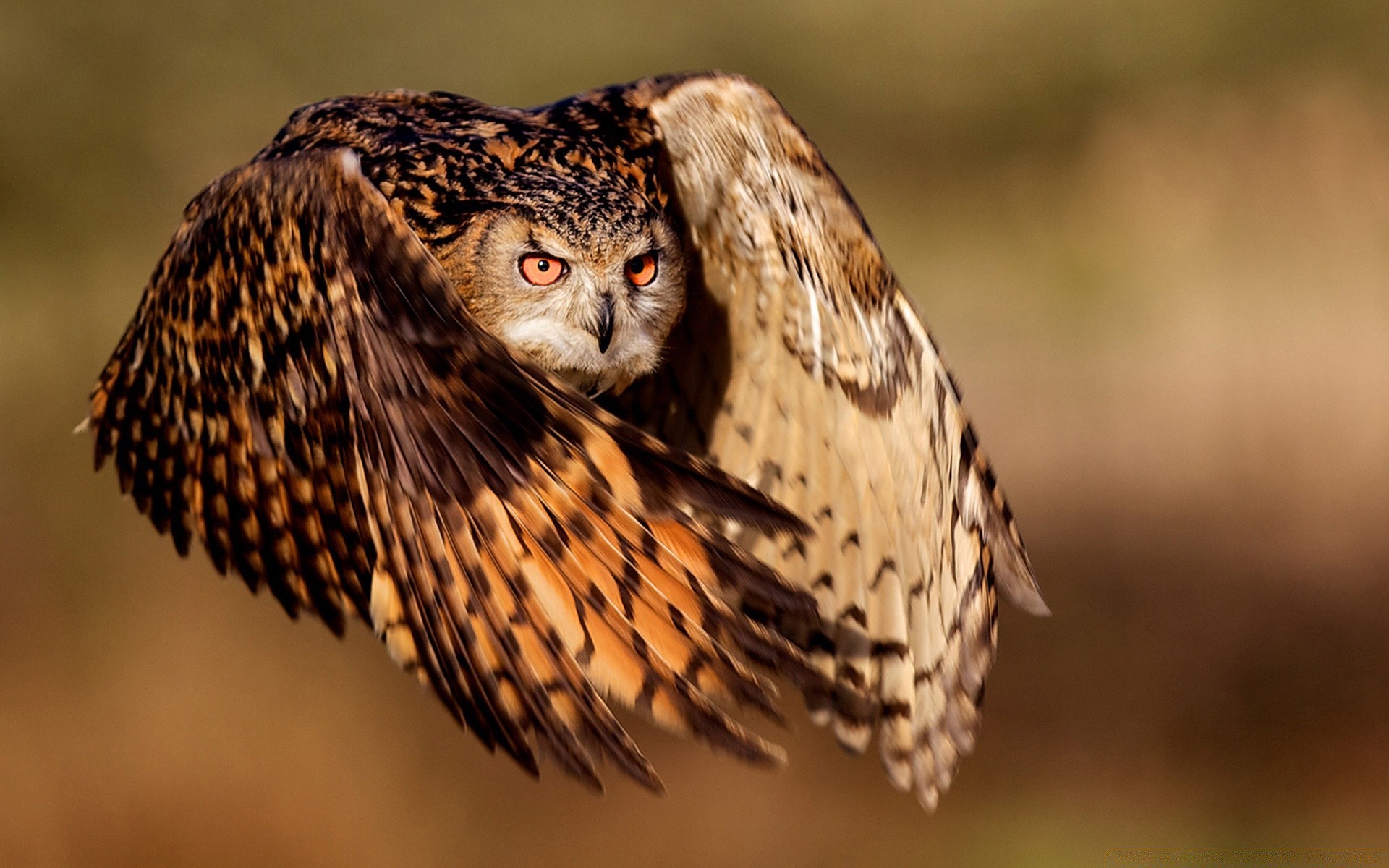 owl wildlife bird animal nature portrait wild raptor predator