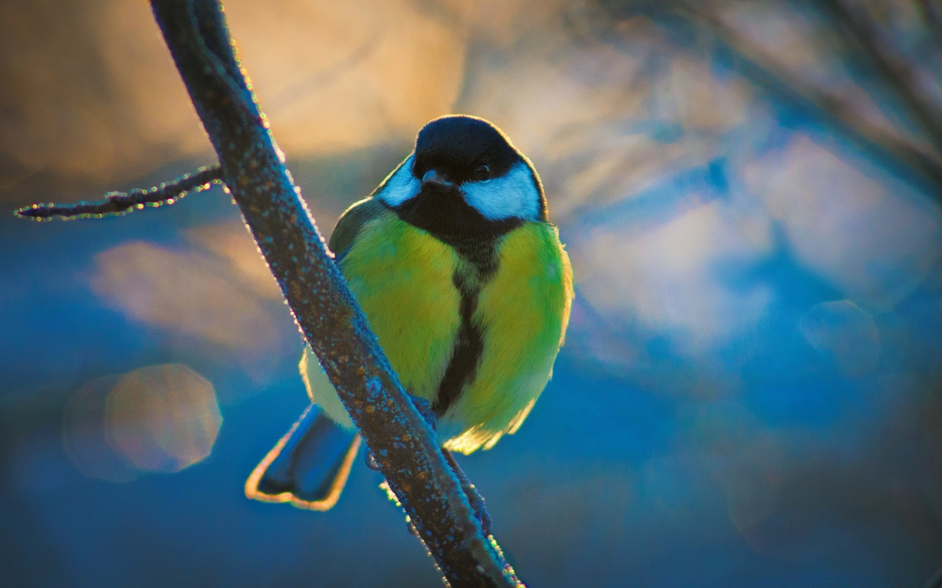 oiseaux faune oiseau nature à l extérieur animal