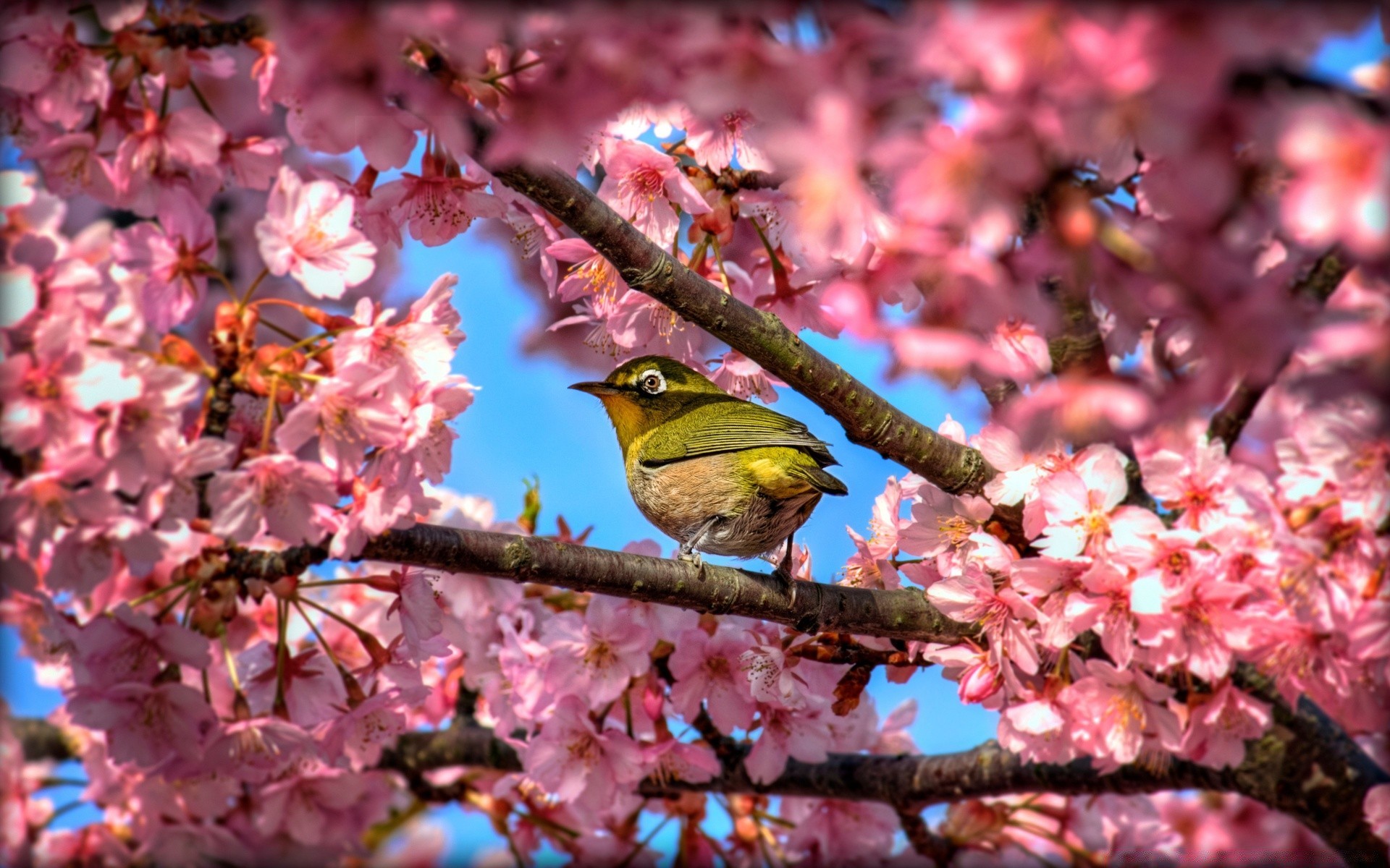 uccelli fiore albero giardino ramo natura stagione cherry flora parco di colore all aperto foglia vivid primavera