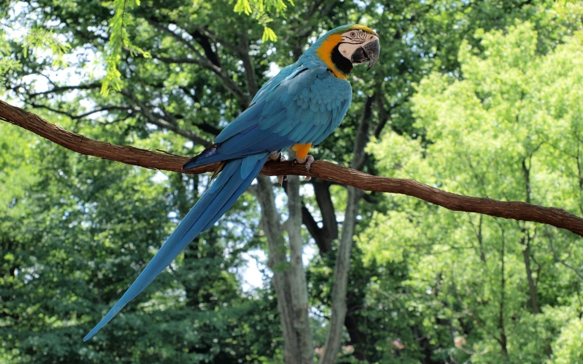 perroquet oiseau nature arbre faune bois animal bec parc à l extérieur sauvage tropical plume aile