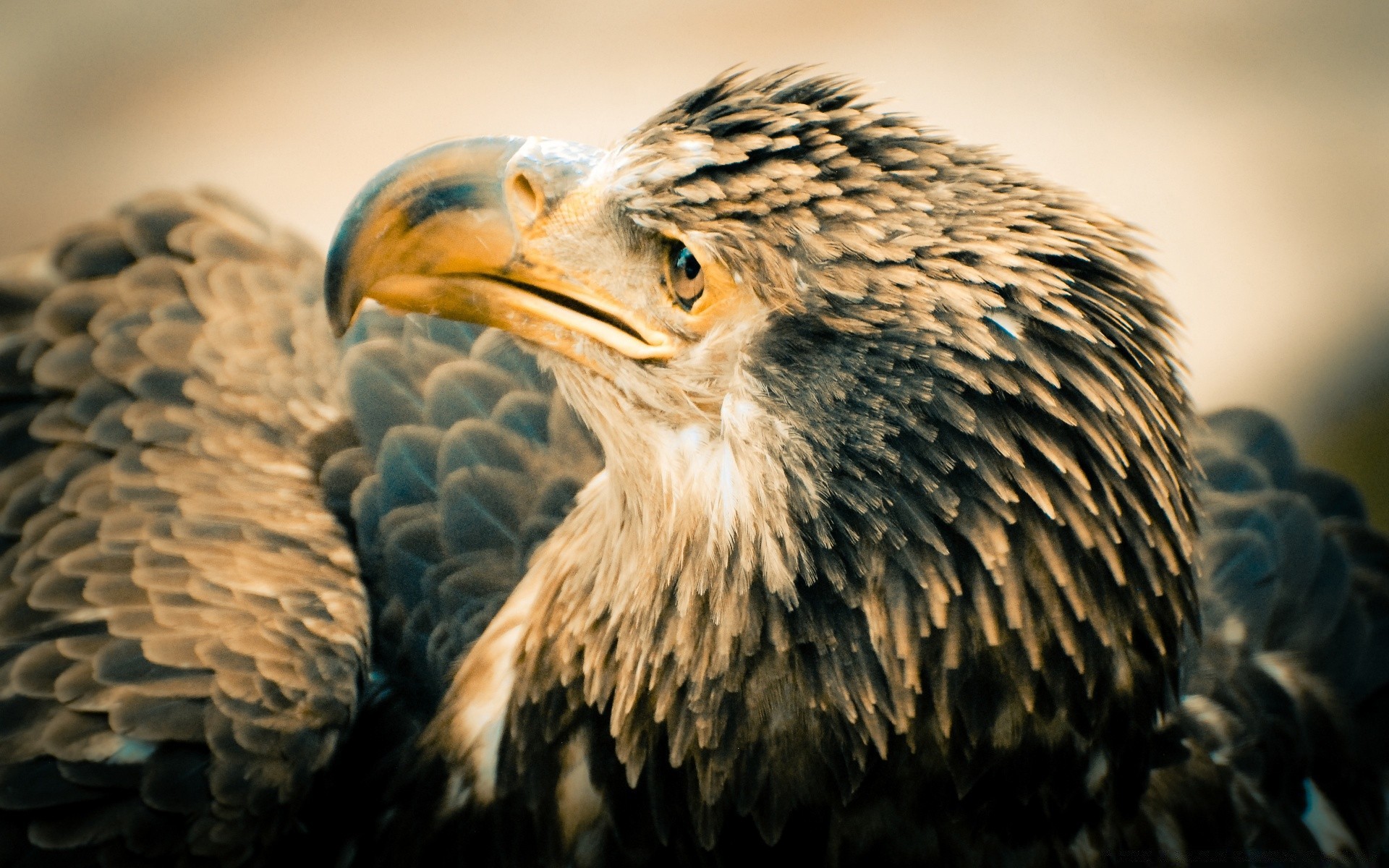 kartal raptor kuş yaban hayatı yırtıcı hayvan hayvan doğa av şahin portre görkemli geçiş yumuşatma