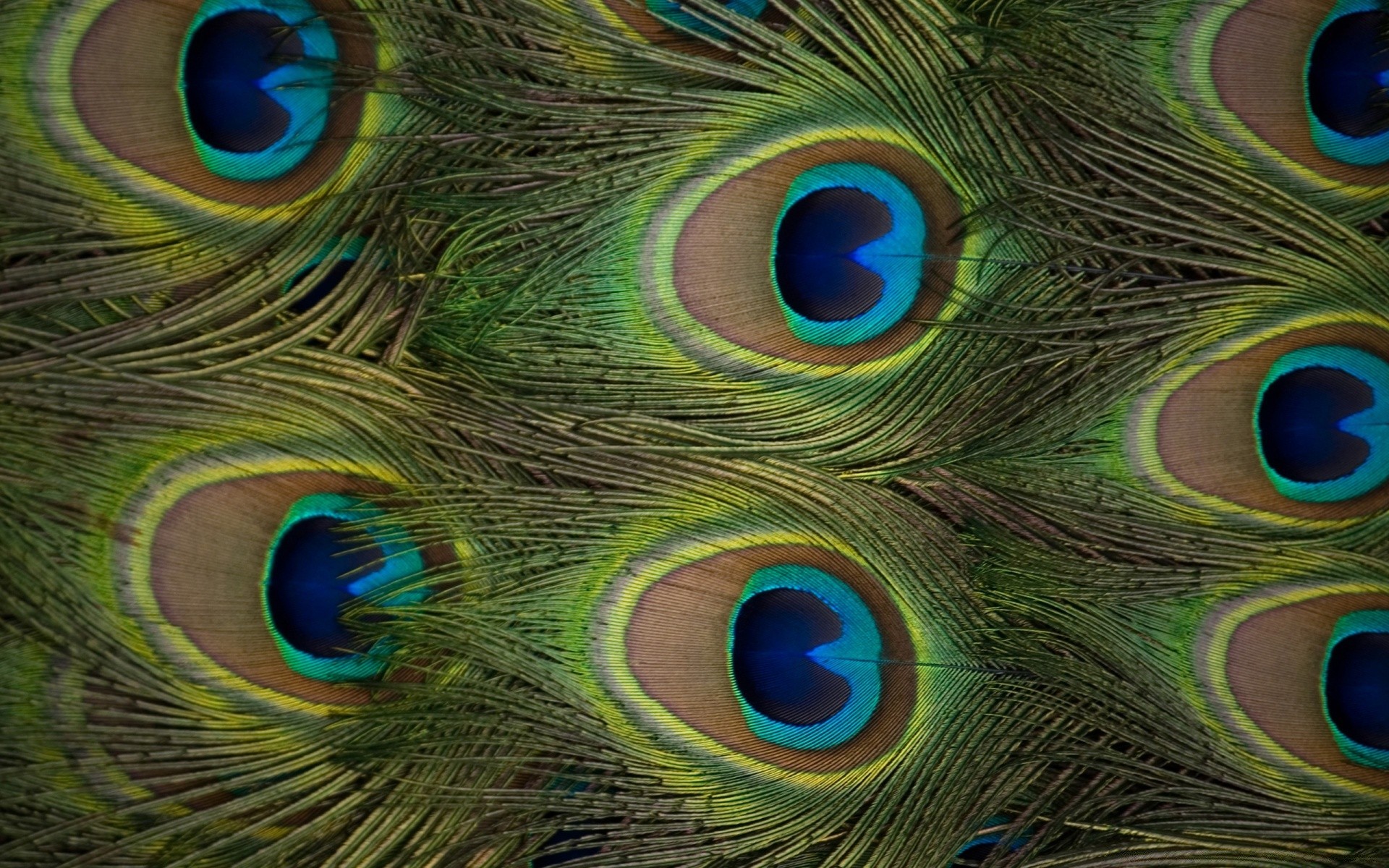 pavão pavão pena pássaro cauda padrão pássaros arco-íris ritual exposição vívido tropical multi jardim zoológico orgulho animal natureza turquesa cor vida selvagem