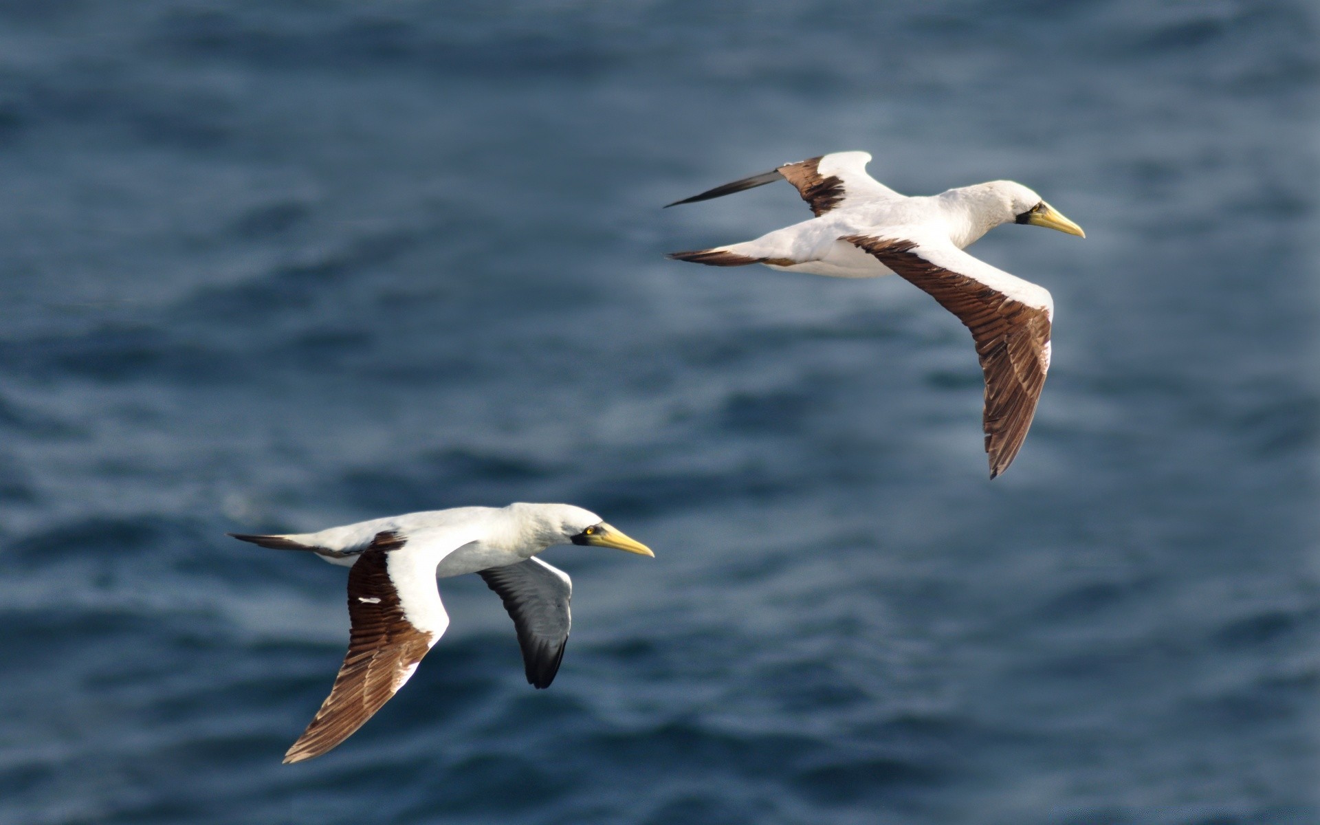 uccelli uccello fauna selvatica gabbiani natura acqua mare uccelli oceano animale selvaggio all aperto