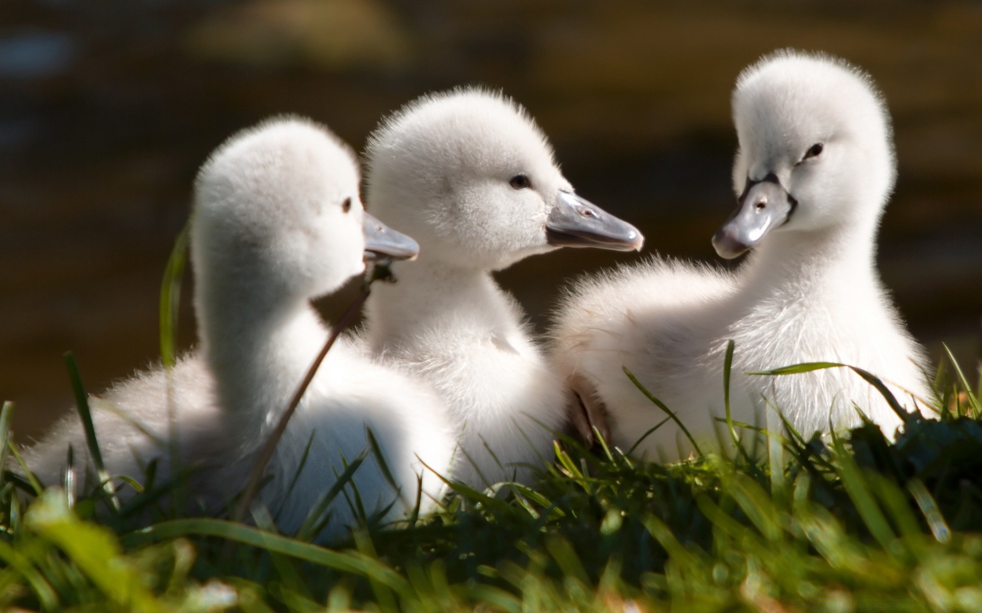 schwäne vogel gans tierwelt schwan ente natur gras wasservögel tier feder vögel im freien damen wasser see niedlich flaumig entlein schnabel wenig