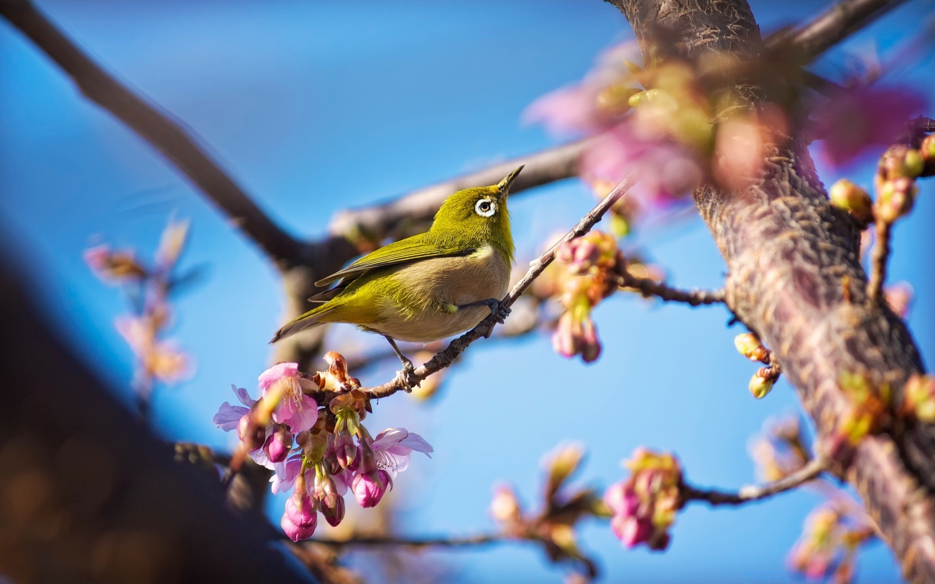 ptaki ptak drzewo na zewnątrz natura oddział kwiat ogród dzikiej przyrody kolor park