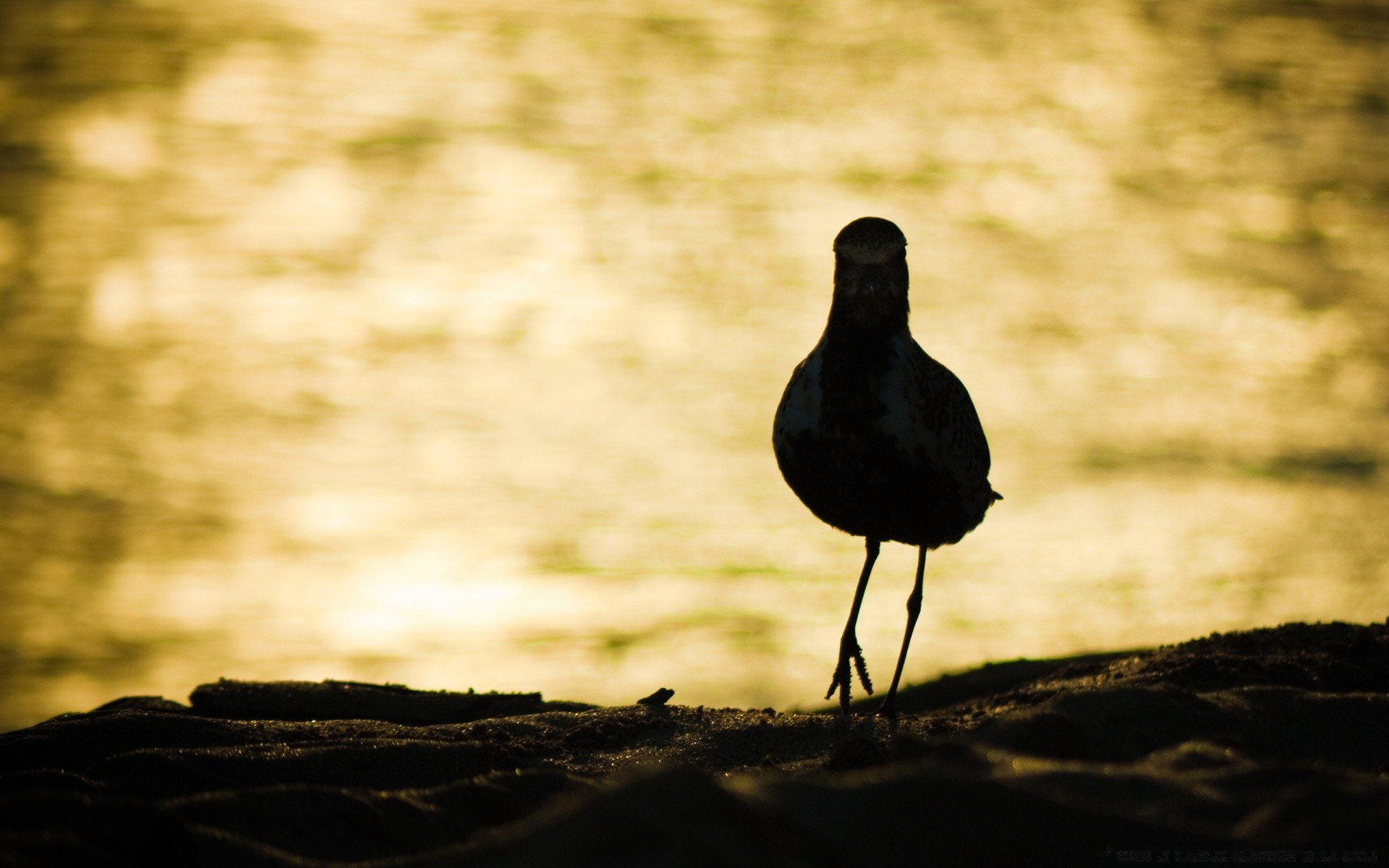 birds bird wildlife sunset water outdoors nature monochrome