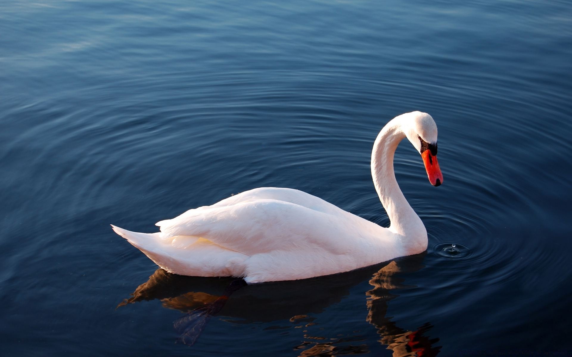 cisnes aves agua cisne lago natación naturaleza vida silvestre aves acuáticas aves piscina pico animal