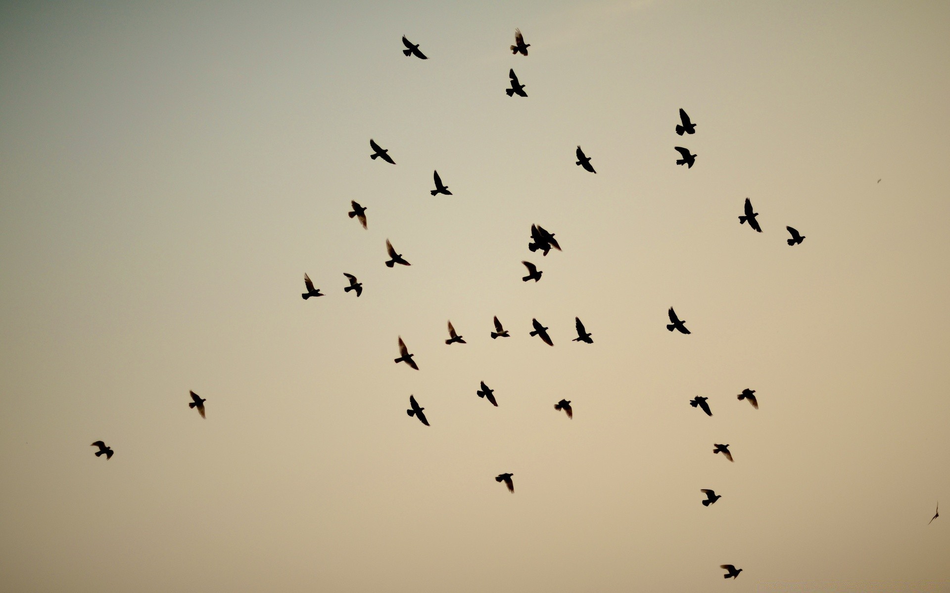 pigeon oiseau faune oie vol mouche troupeau corbeau animal sauvagine art paysage monochrome canard mouette pigeon ciel mouvement silhouette plage