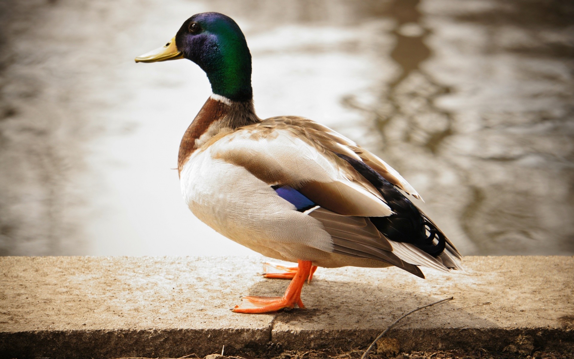 anatra uccello uccelli piuma fauna selvatica germano reale uccelli acquatici natura animale nuoto becco piscina lago