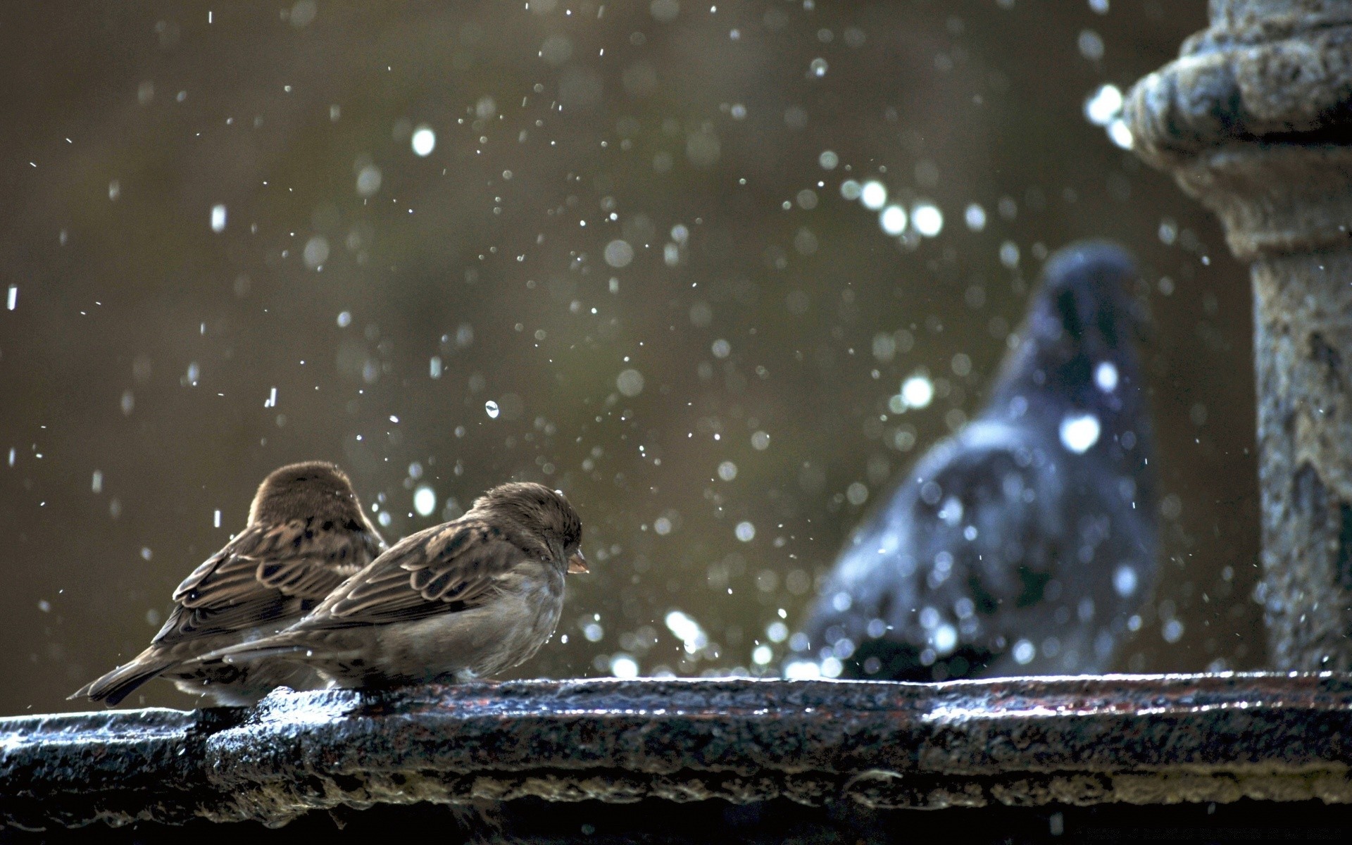 oiseaux oiseau nature eau la faune hiver animal à l extérieur un rivière parc lac nourriture