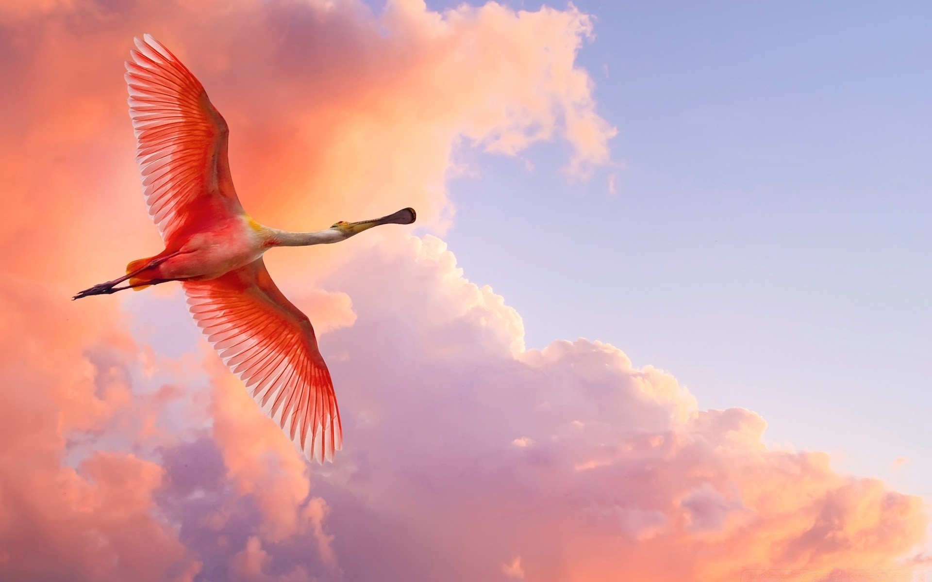 flamingo vogel himmel flug im freien freiheit