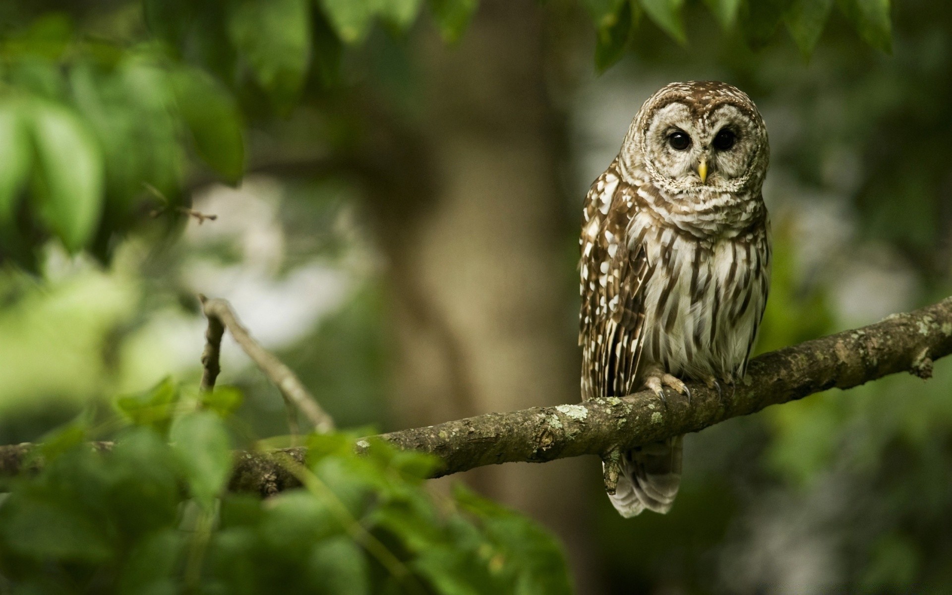 owl nature wildlife bird outdoors animal wild little tree wood leaf