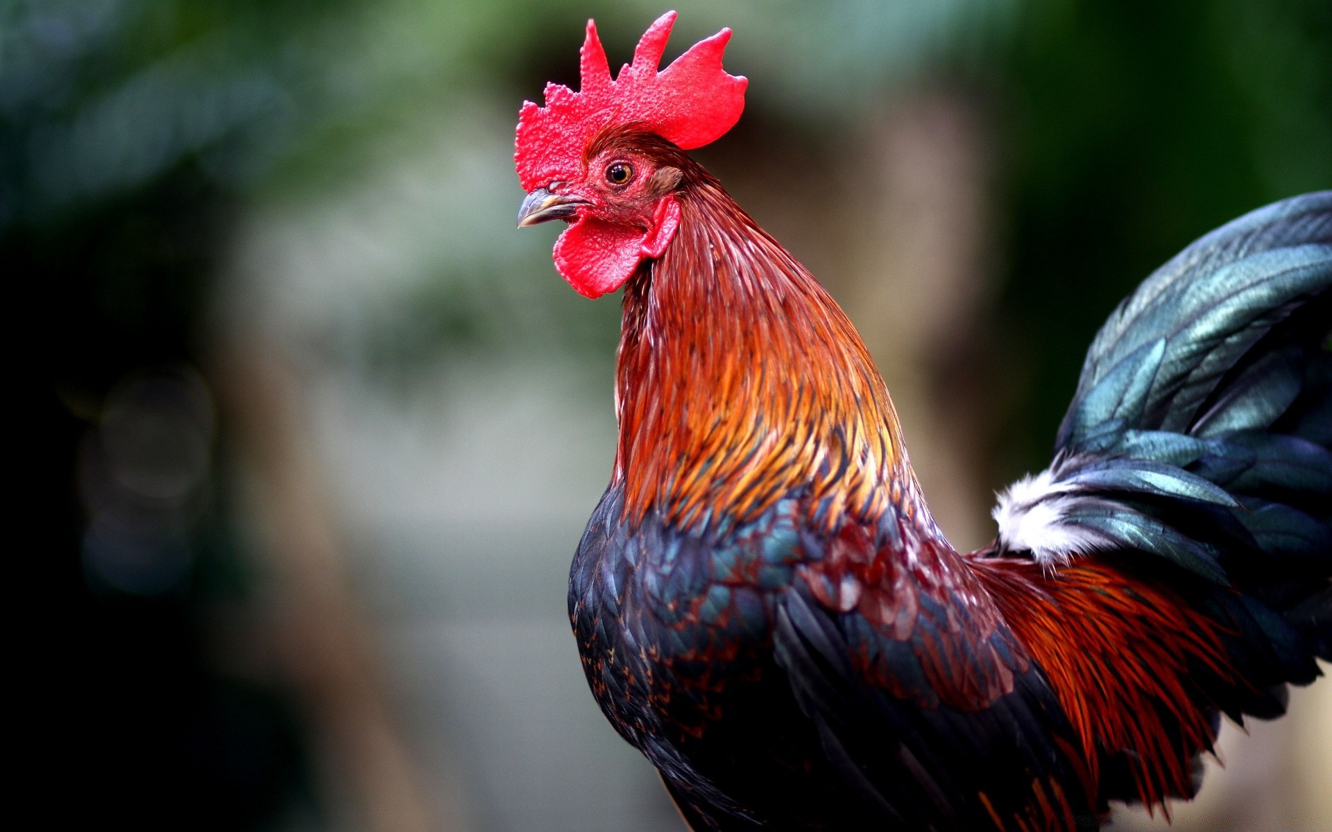 aves aves pássaro galinha galo fazenda natureza frango pena bico ao ar livre cor avian animal tenda tufo