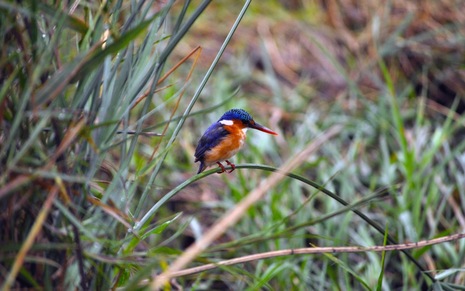 aves aves naturaleza vida silvestre al aire libre salvaje poco