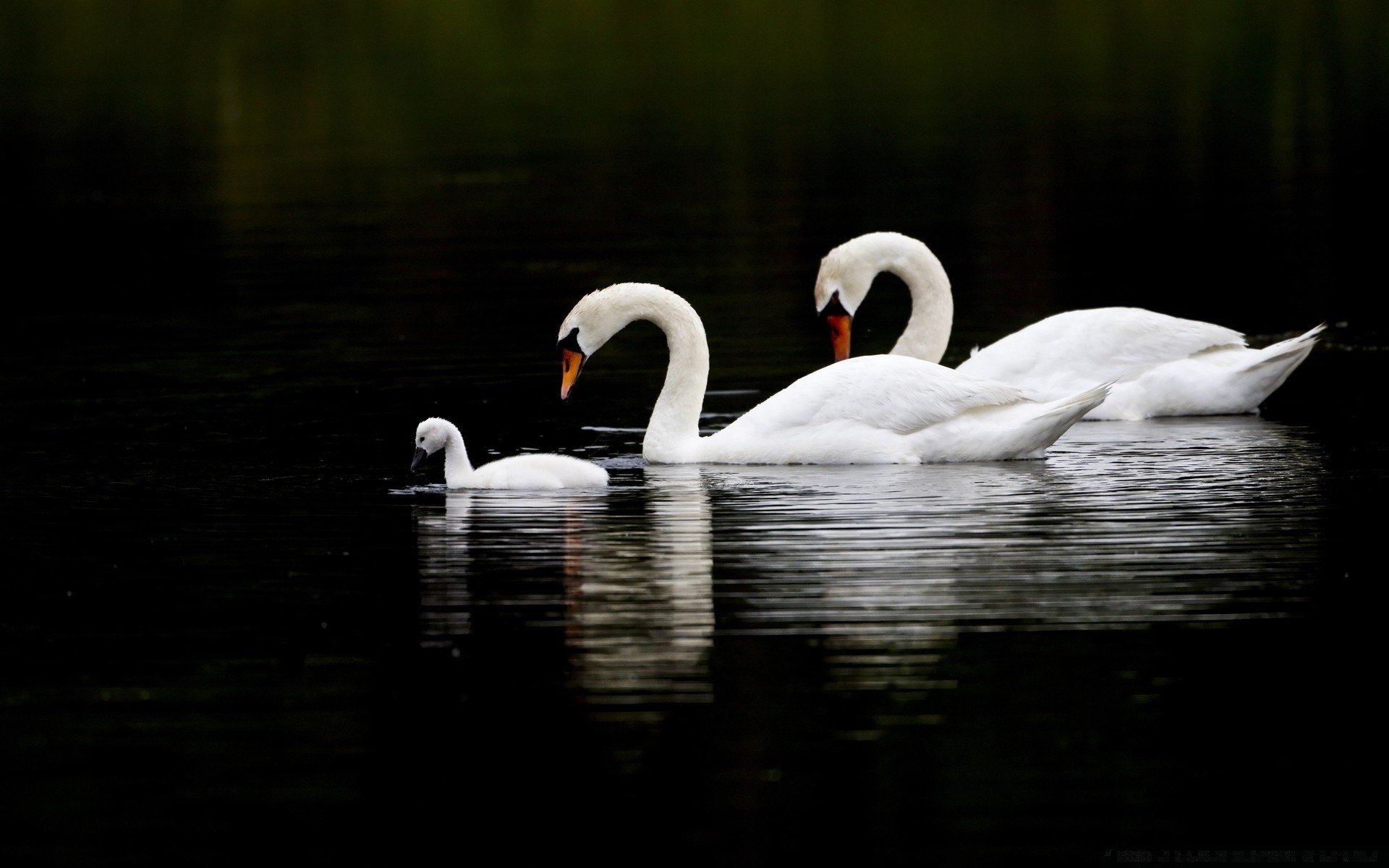 swans swan bird lake waterfowl water pool duck feather wildlife nature mute swimming goose neck reflection poultry animal river beautiful