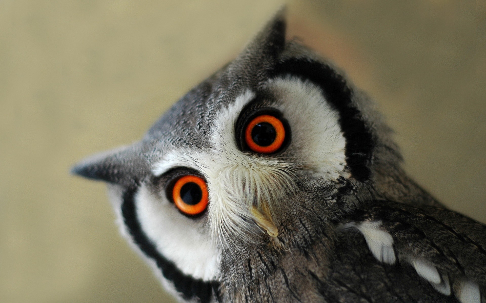 gufo uccello fauna selvatica ritratto animale occhio raptor avian natura becco grigio