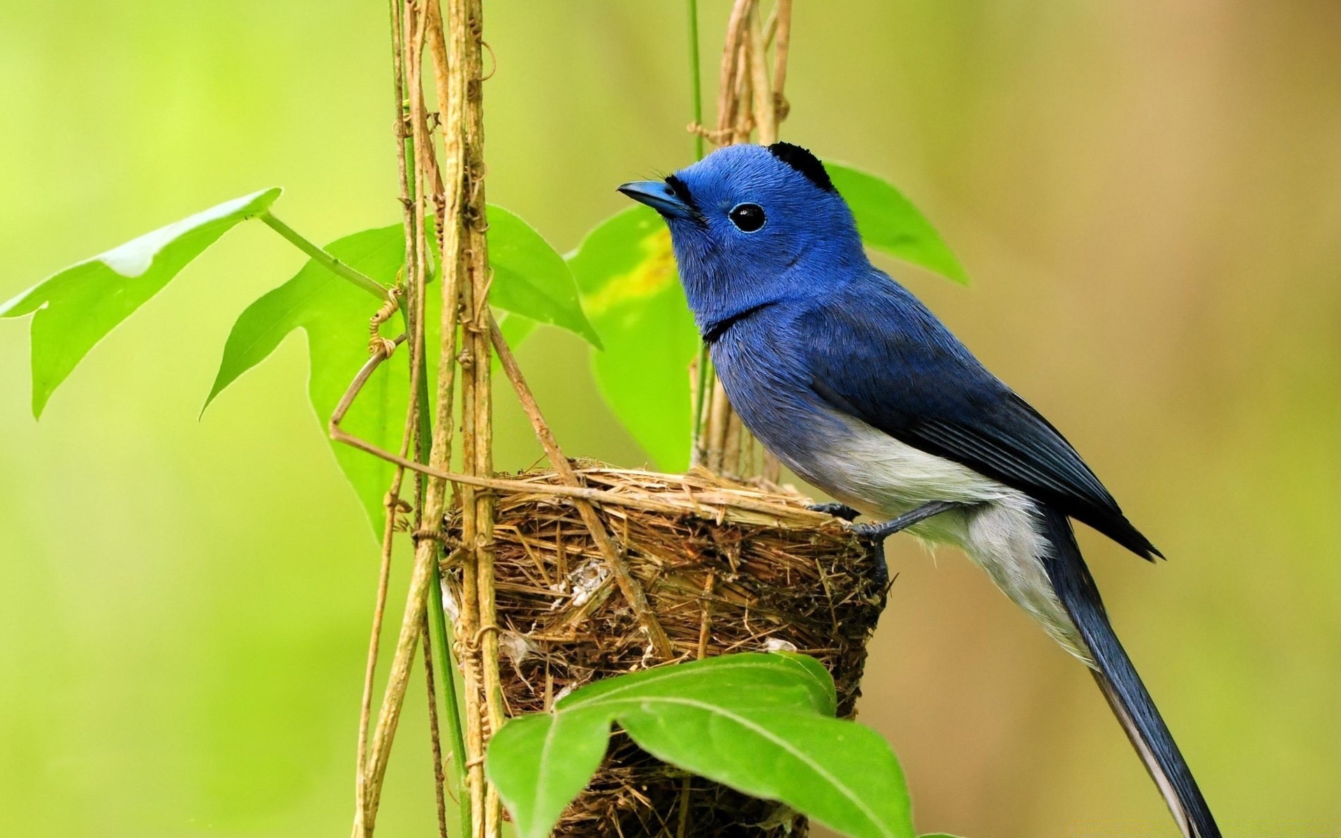 uccelli uccello fauna selvatica natura animale selvaggio avian ala all aperto becco piuma