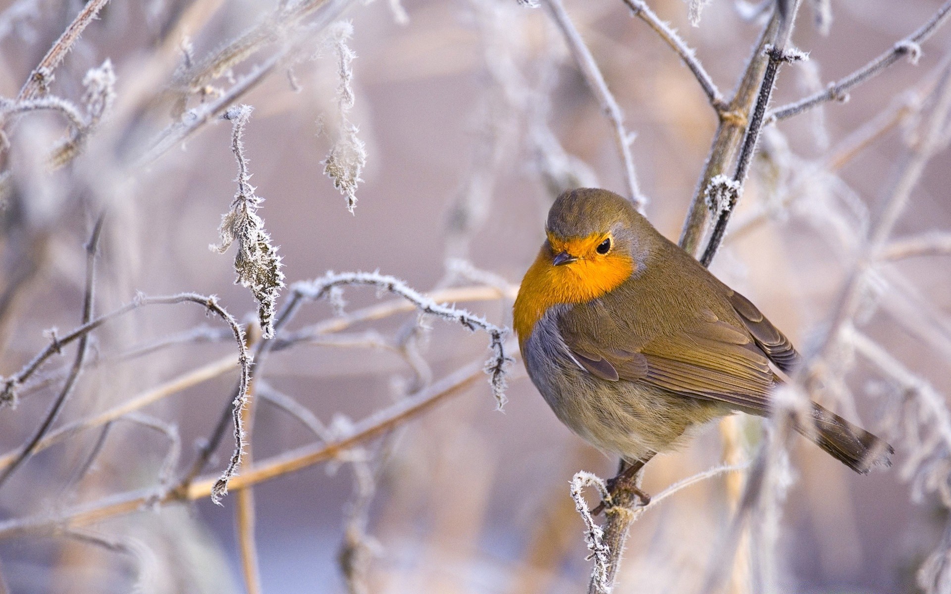 aves naturaleza árbol pájaro vida silvestre invierno al aire libre